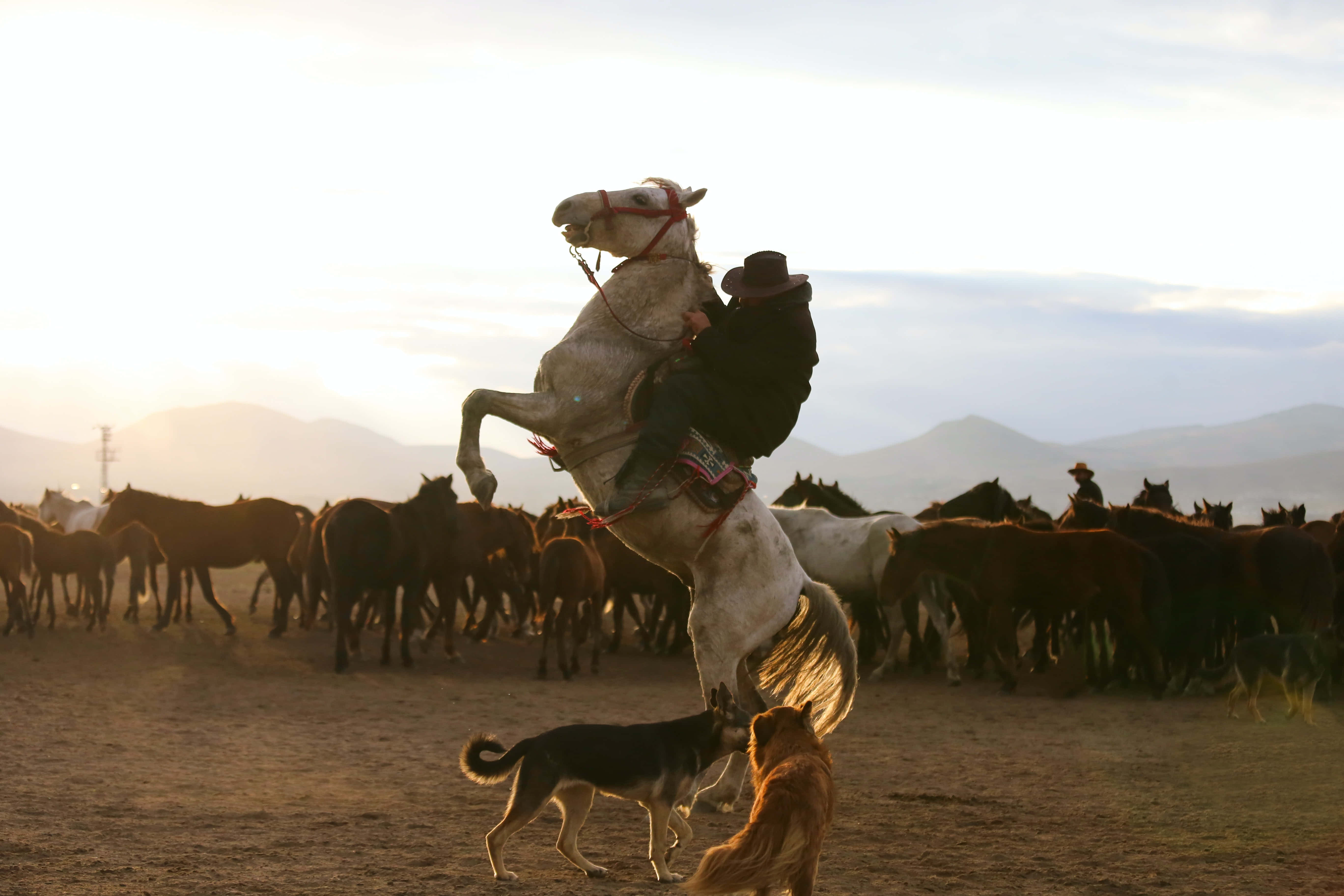 Beautiful Horses 桌布 壁紙 — 一名騎手緊抓著一匹直立的白馬，兩隻狗在下方觀看，背景是夕陽下吃草的馬匹和遠山。