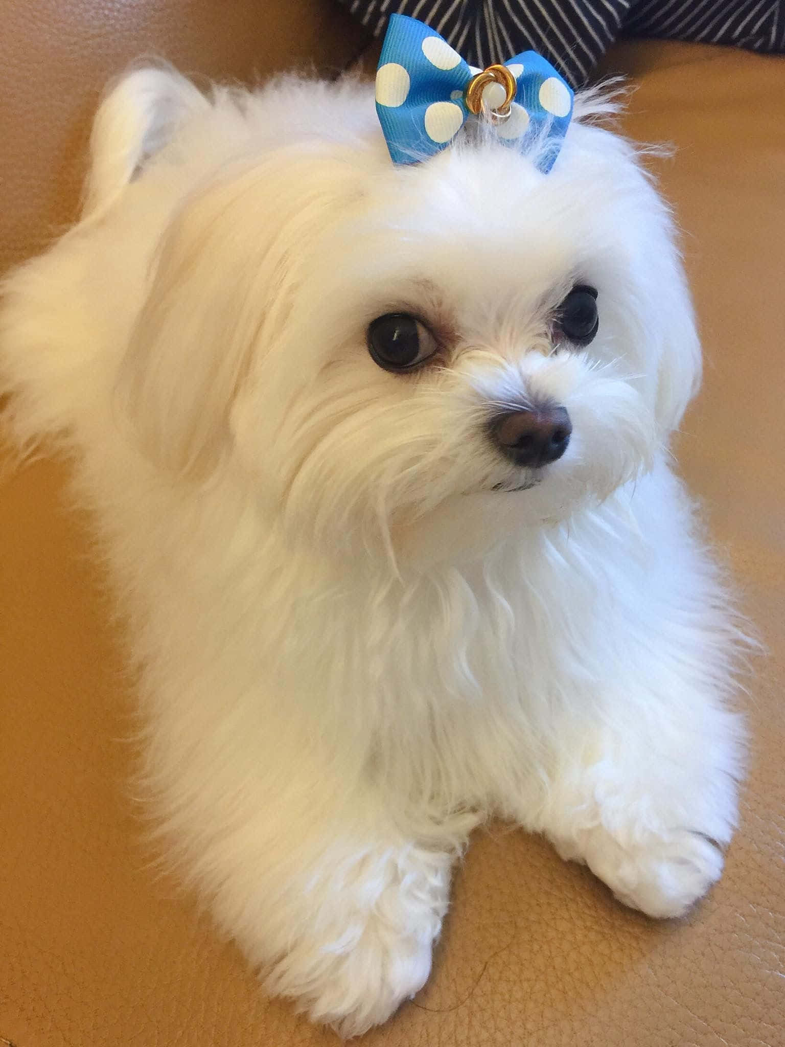 一團小小的喜悅 壁紙 — 一隻毛茸茸的白色馬爾他犬幼犬，戴著藍色圓點蝴蝶結，坐在棕褐色皮革沙發上，直視鏡頭。