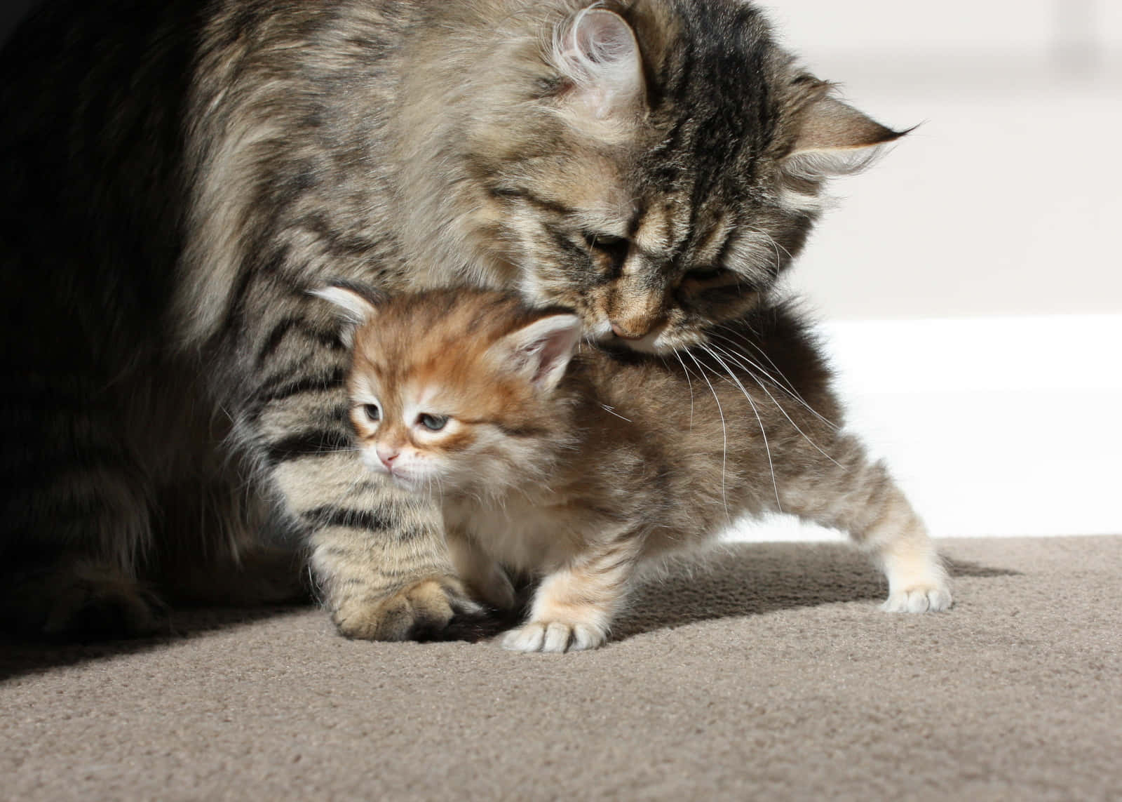 Siberian Cat 桌布 壁紙 — 一團毛茸茸的虎斑貓媽媽在柔軟的米色地毯上，輕輕地用鼻子蹭著她的小薑黃色小貓。