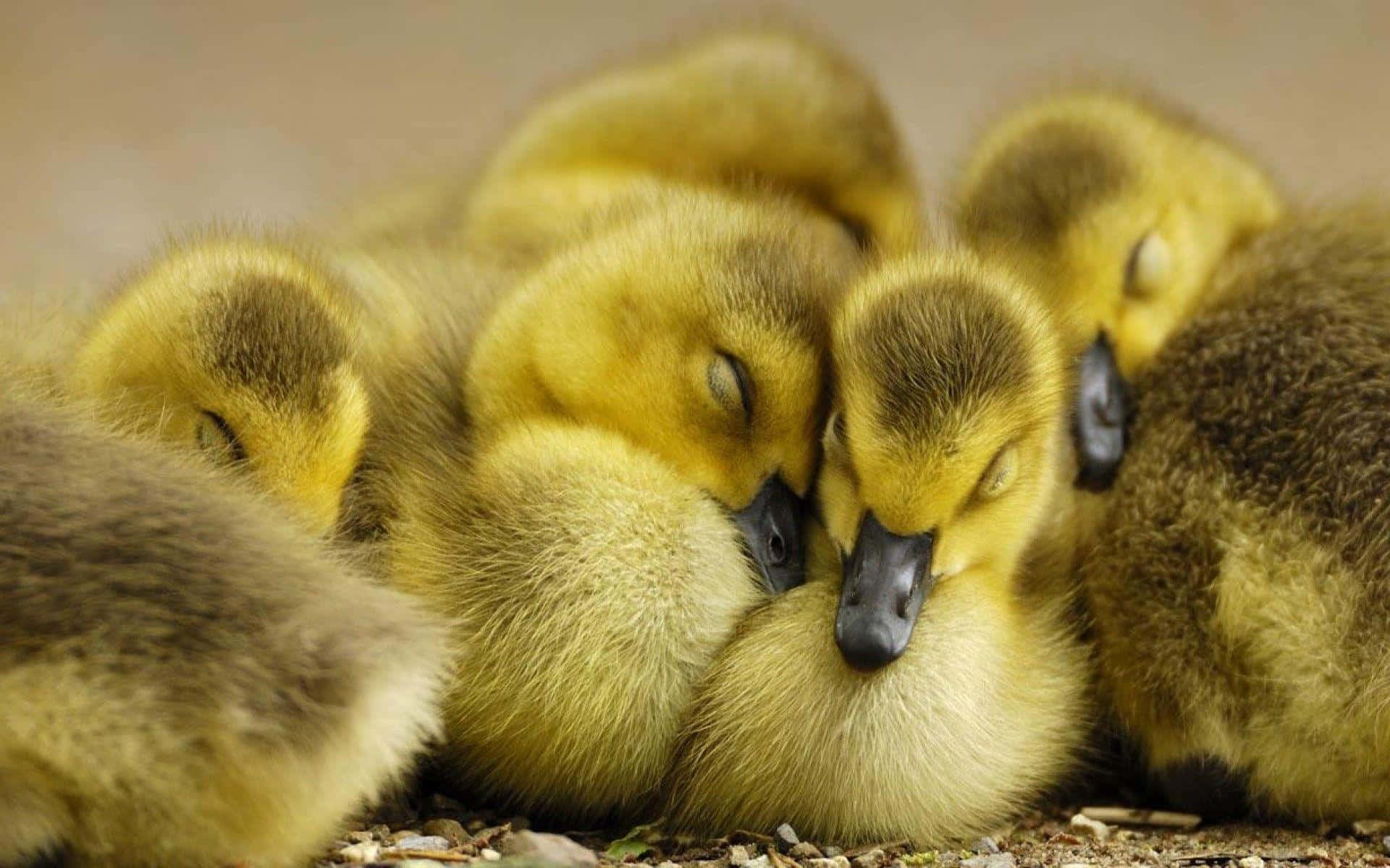 Cute Duck 桌布 壁紙 — 一團毛茸茸的黃色小鵝在泥土上一起睡覺，背景柔和模糊，感覺溫馨。