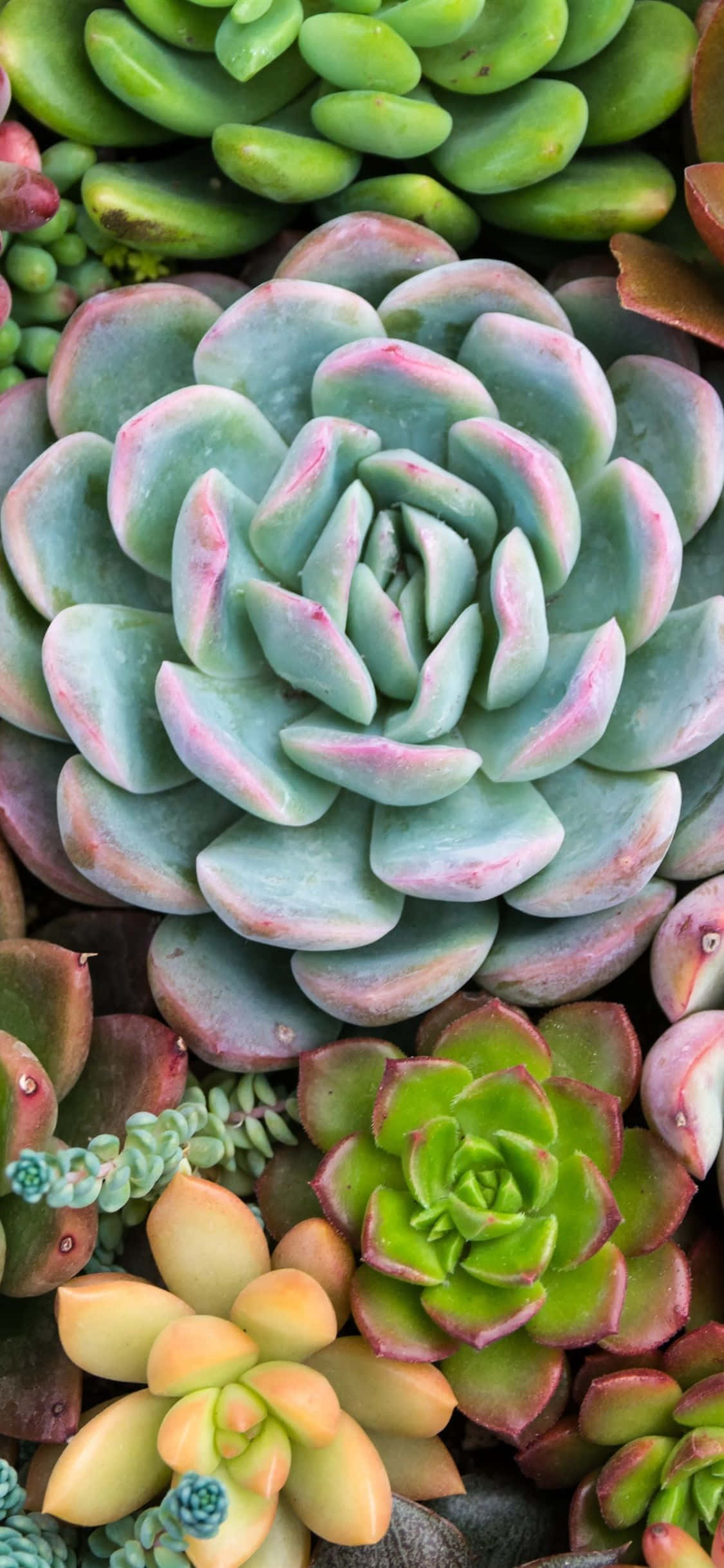一堆多肉植物疊埋一齊 壁紙