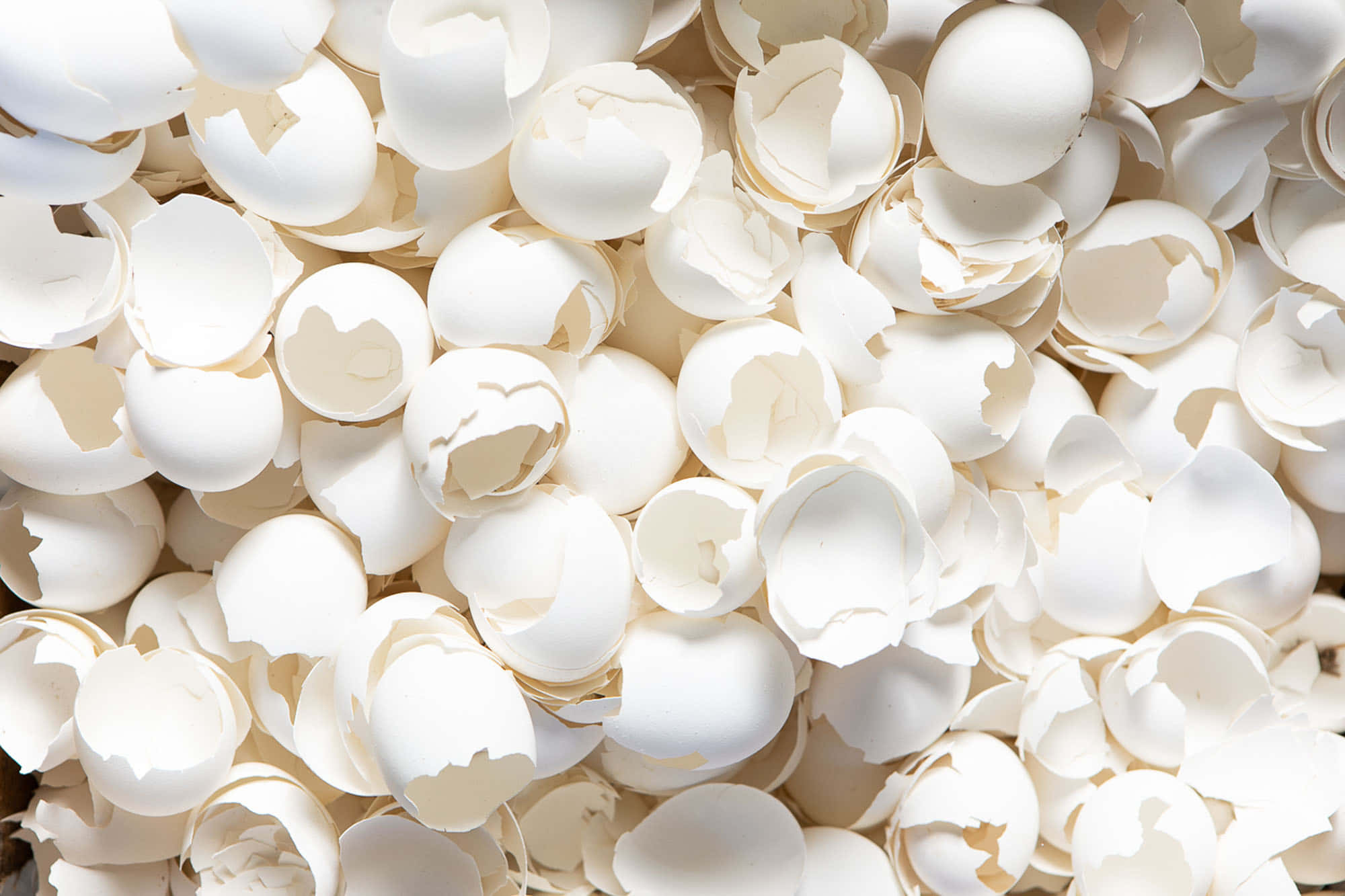 Eggshell 桌布 壁紙 — 一堆密集的破碎白色蛋殼，邊緣參差不齊，在明亮光線下帶有柔和陰影。