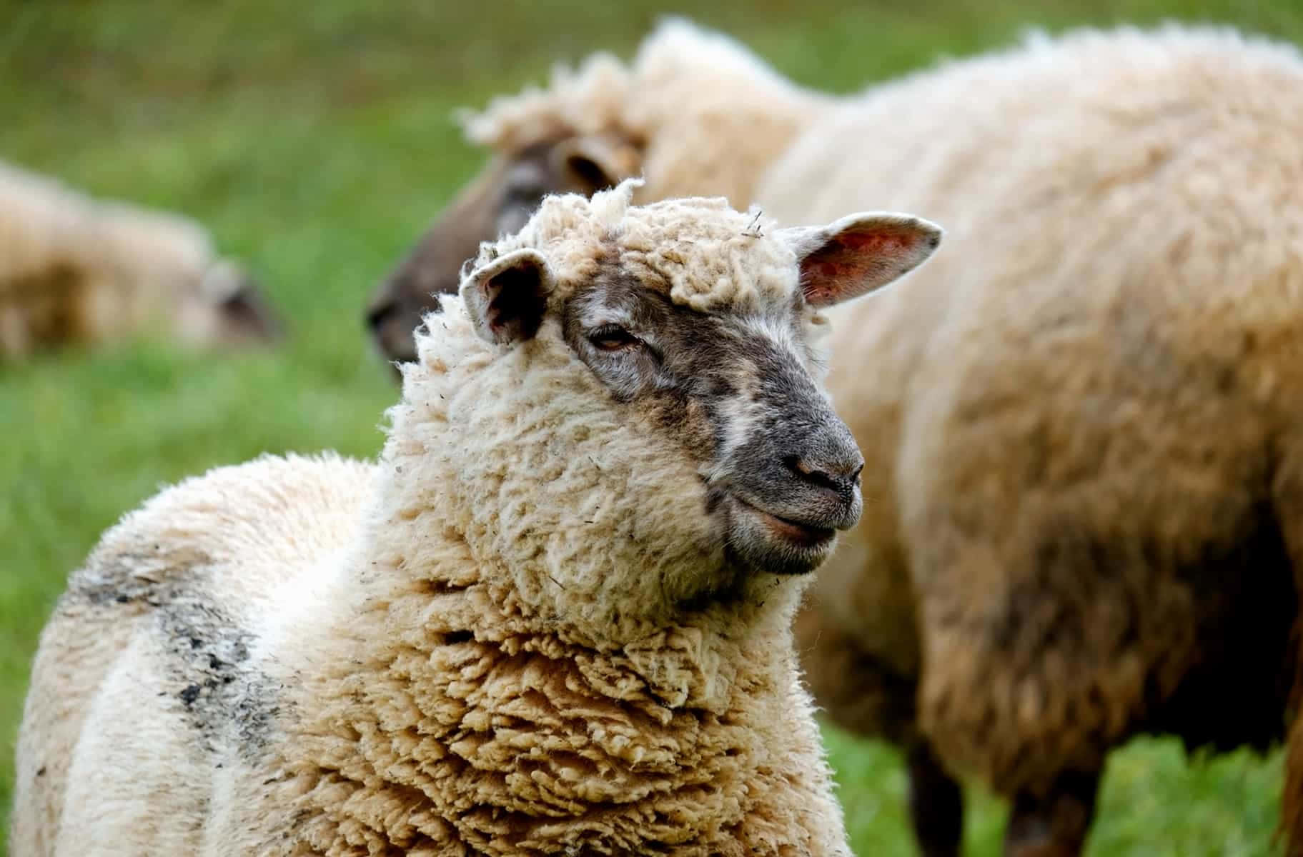 一場令人愉快的農場動物聚會！ 壁紙 — 一隻毛茸茸的羊，臉部飽經風霜，在茂盛的綠色牧場上，羊群中平靜地凝視著。