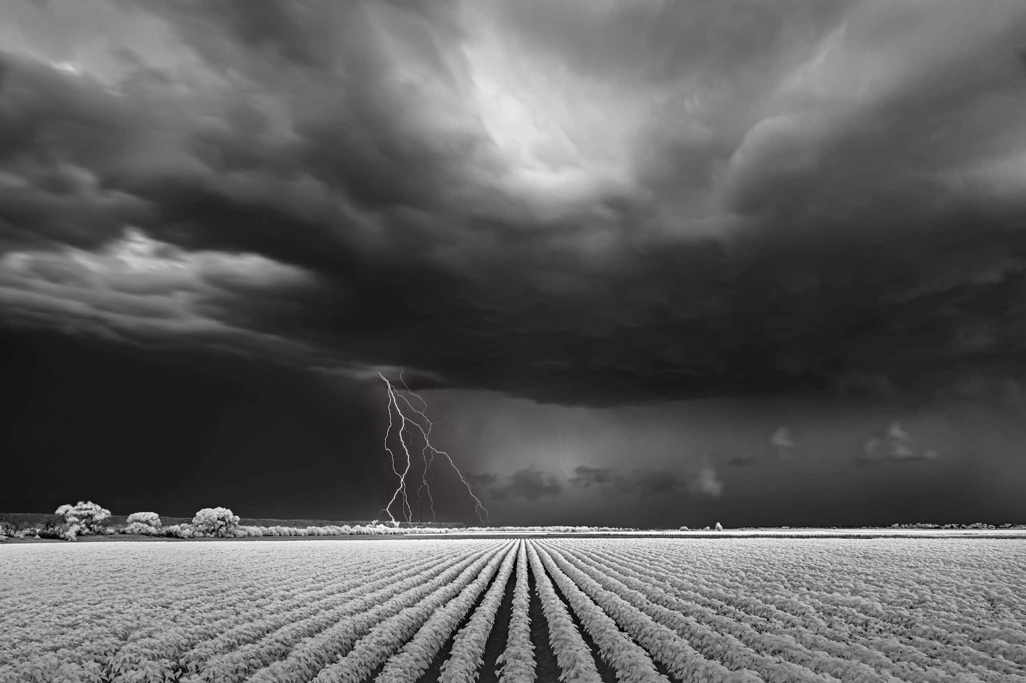 Black And White Storm 桌布 壁紙 — 一場戲劇性的黑白風暴在廣闊的農田上肆虐，閃電劃破烏雲。