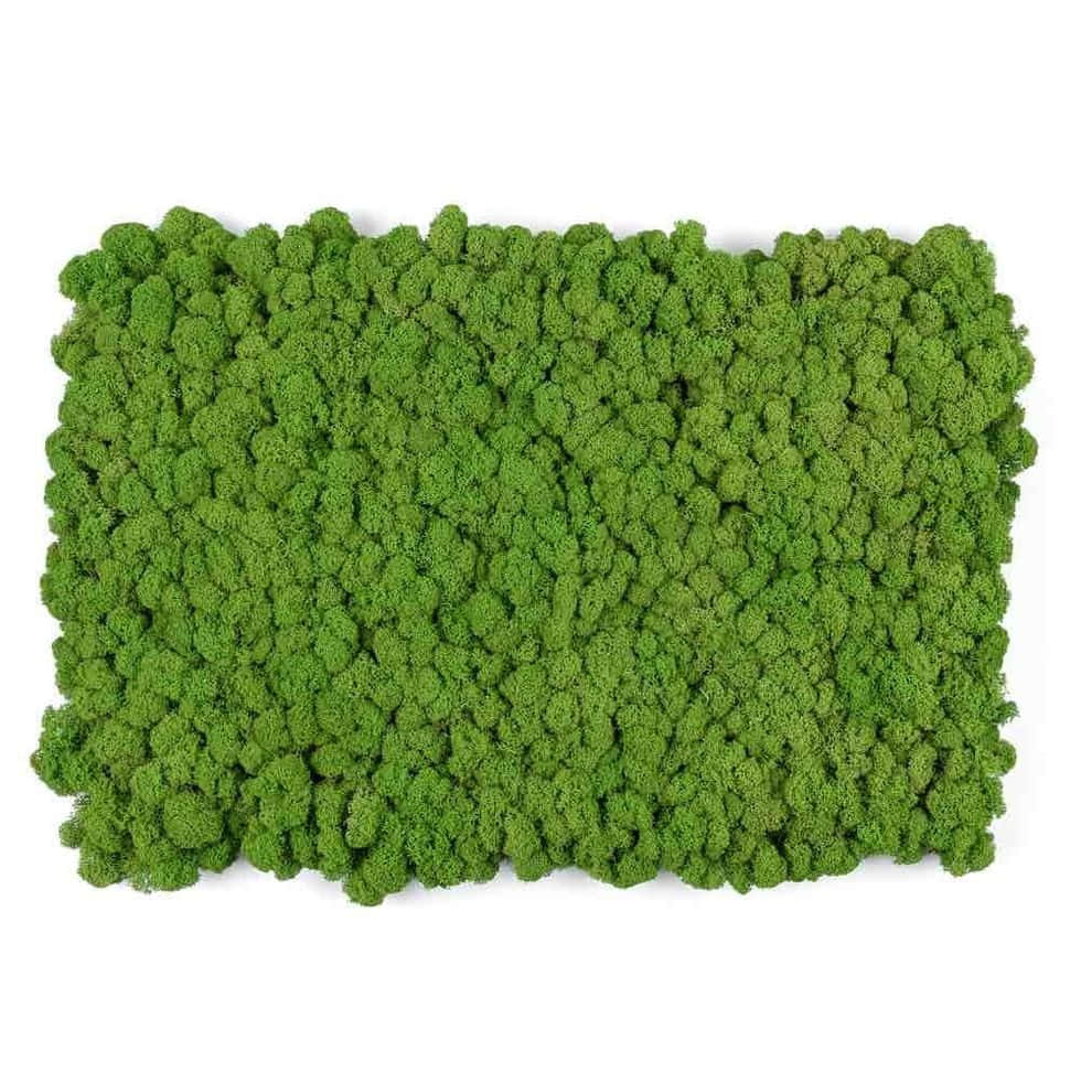 Green Moss 桌布 壁紙 — 一塊密集的長方形鮮綠色苔蘚，帶有紋理的塊狀物，襯托在純白色背景上。