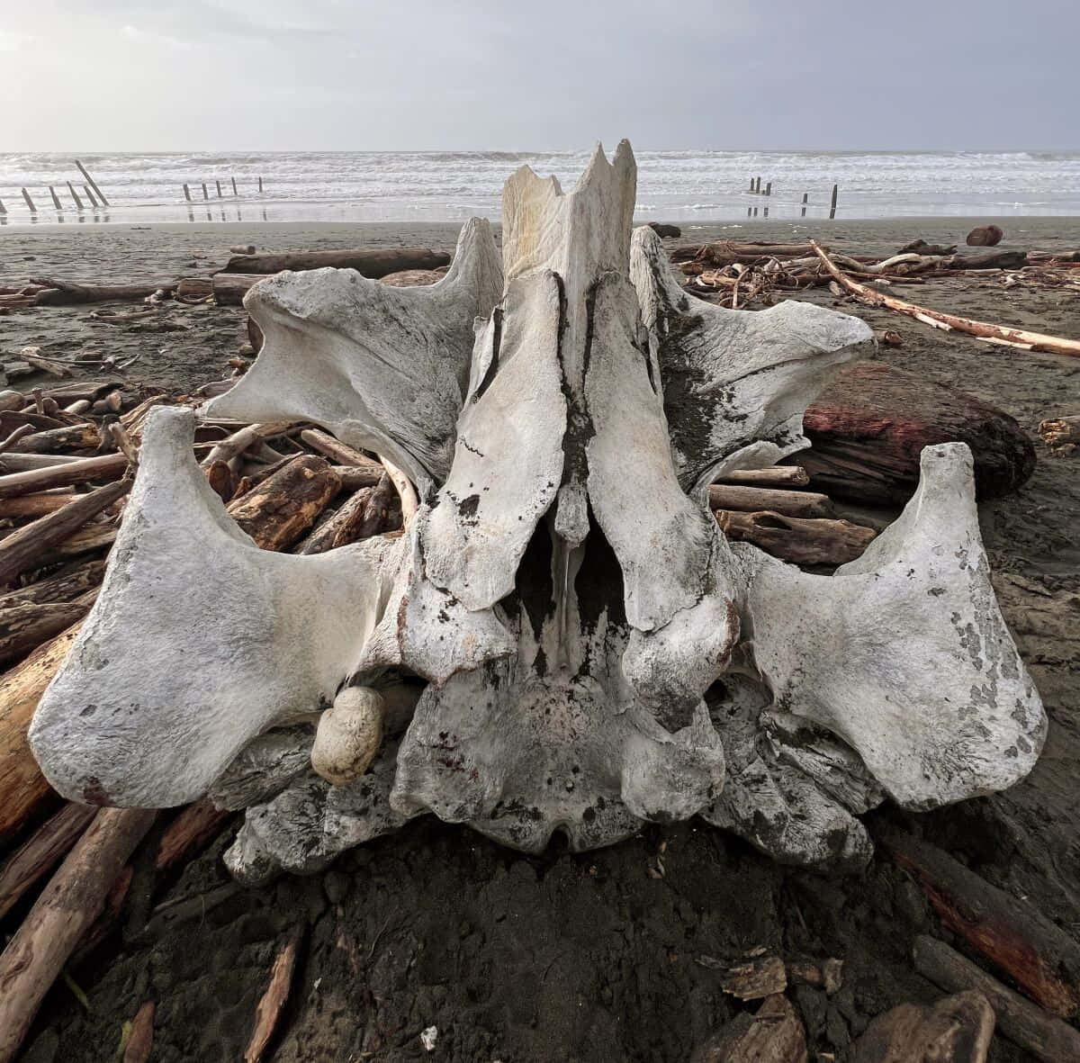 Bone 桌布 壁紙 — 一塊巨大的漂白鯨魚椎骨擱在風暴沖刷的海灘上，周圍散落著浮木和深色沙粒，背景中波濤洶湧。