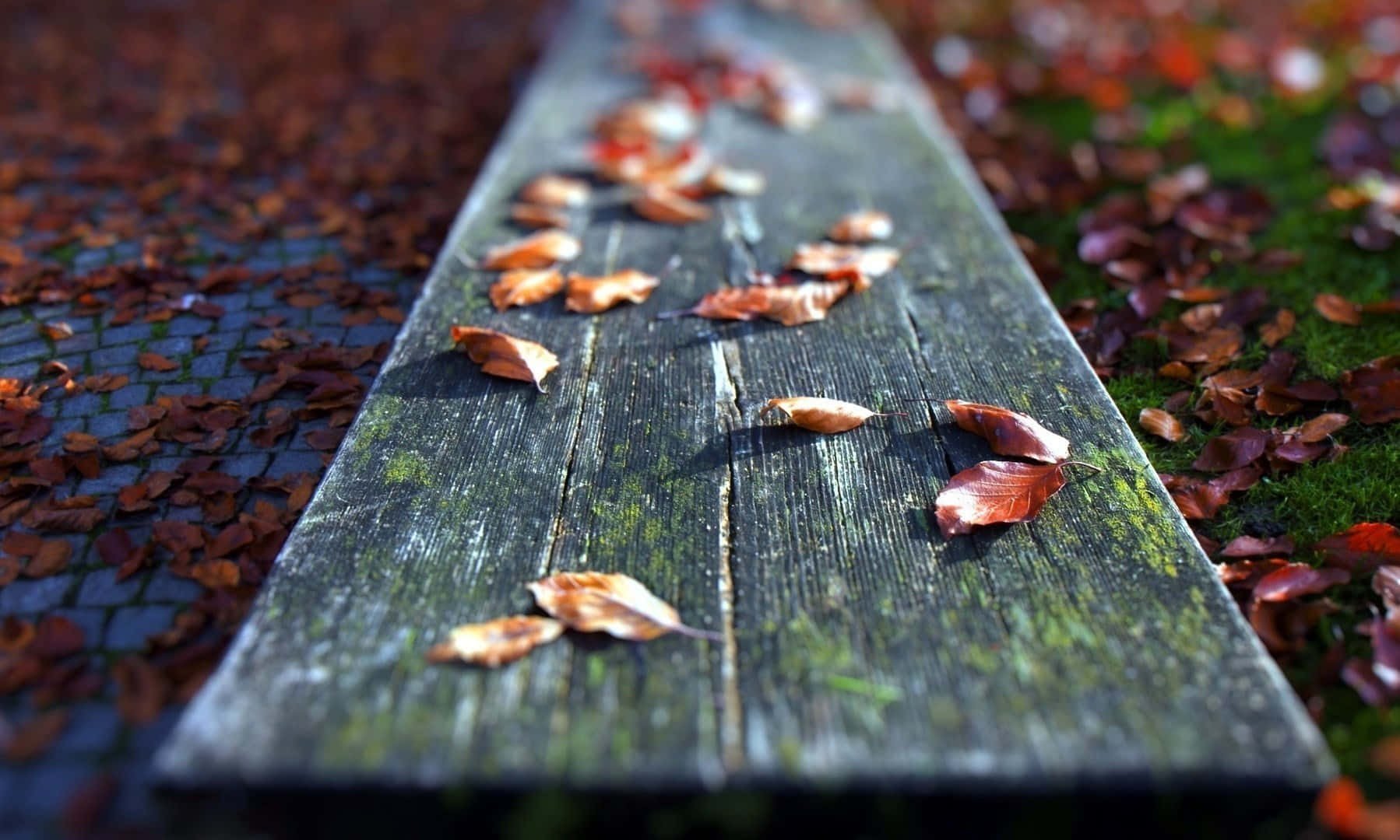 Fallen Leaves 桌布 壁紙 — 一塊風化的木板散落著秋天的落葉，擱在長滿青苔的鵝卵石小徑上。