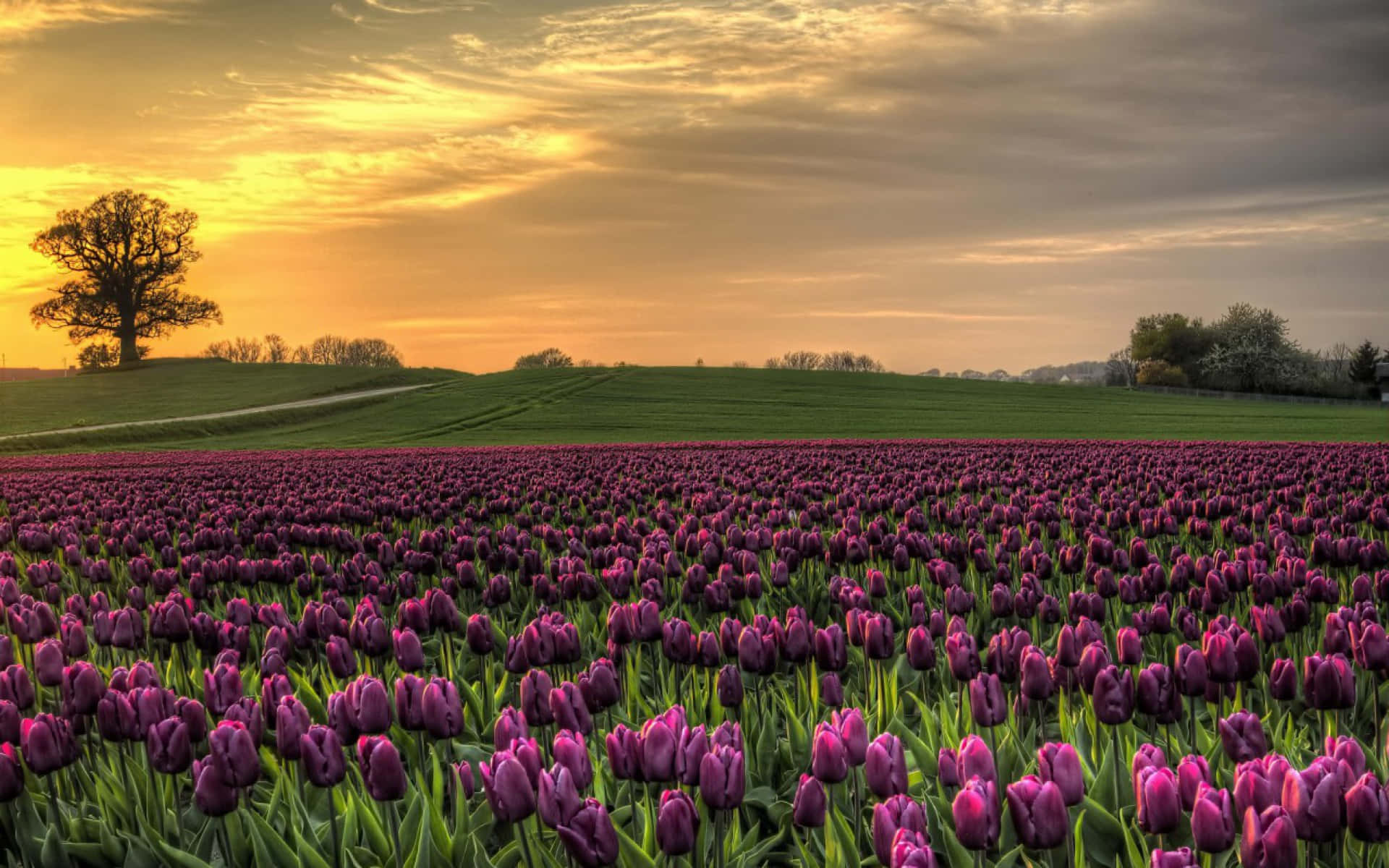 Tulip Field 桌布 壁紙 — 一大片紫色鬱金香田在金色夕陽天空下延伸，遠處的山丘上有一棵孤樹。