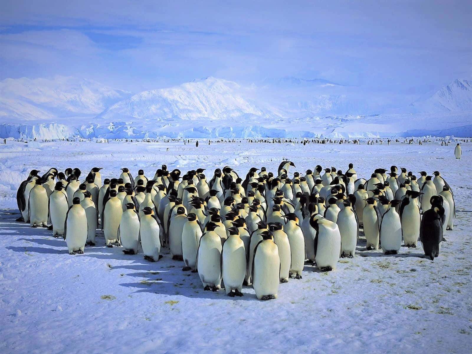 Antarctica 桌布 壁紙 — 一大群皇帝企鵝聚集在白雪皚皚的南極平原上，背景是積雪的山脈和冰山，天空清澈湛藍。