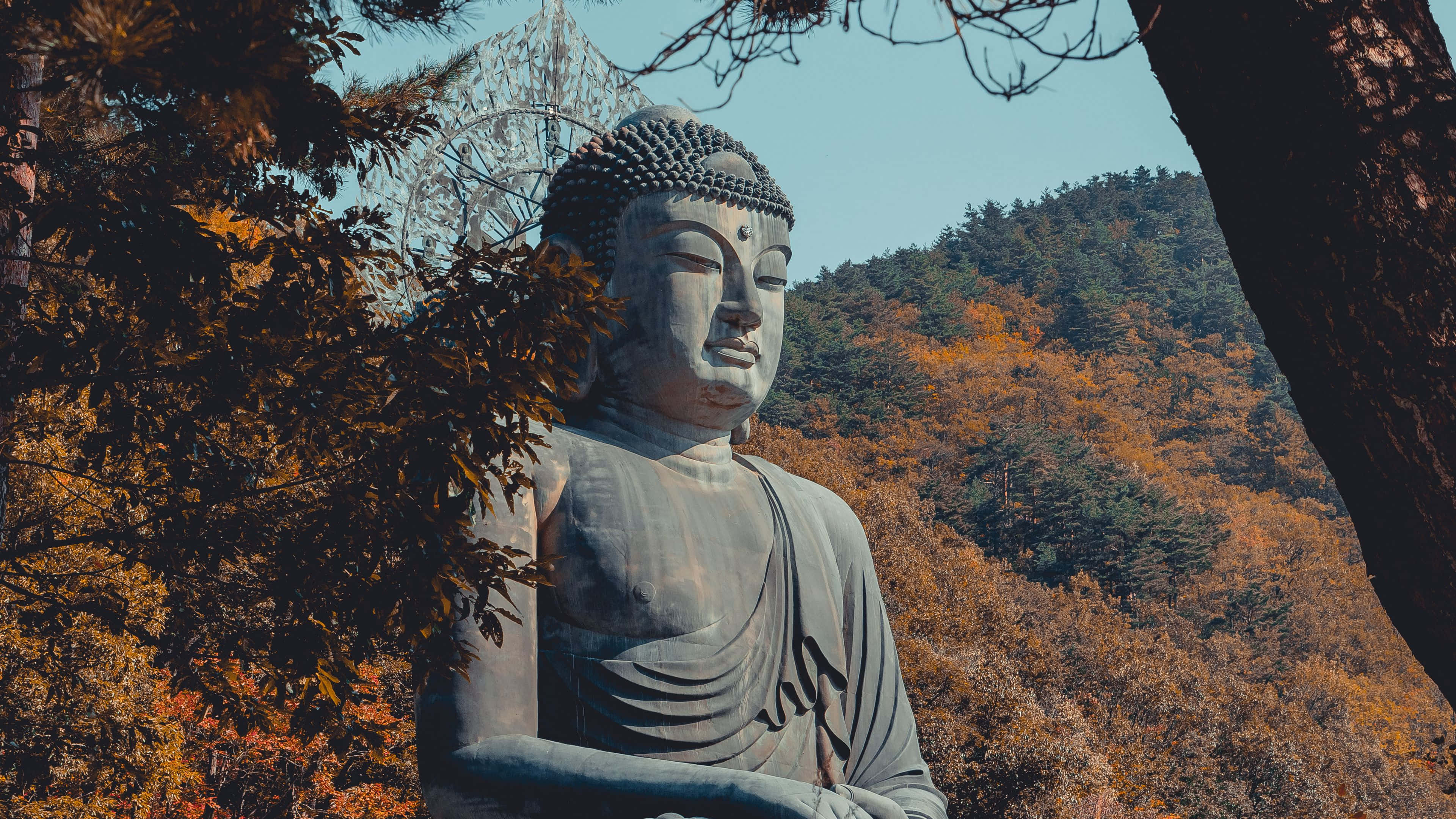 South Korea 桌布 壁紙 — 一尊寧靜的石佛像，被秋天橙葉的樹木環繞，背景是清澈的藍天。