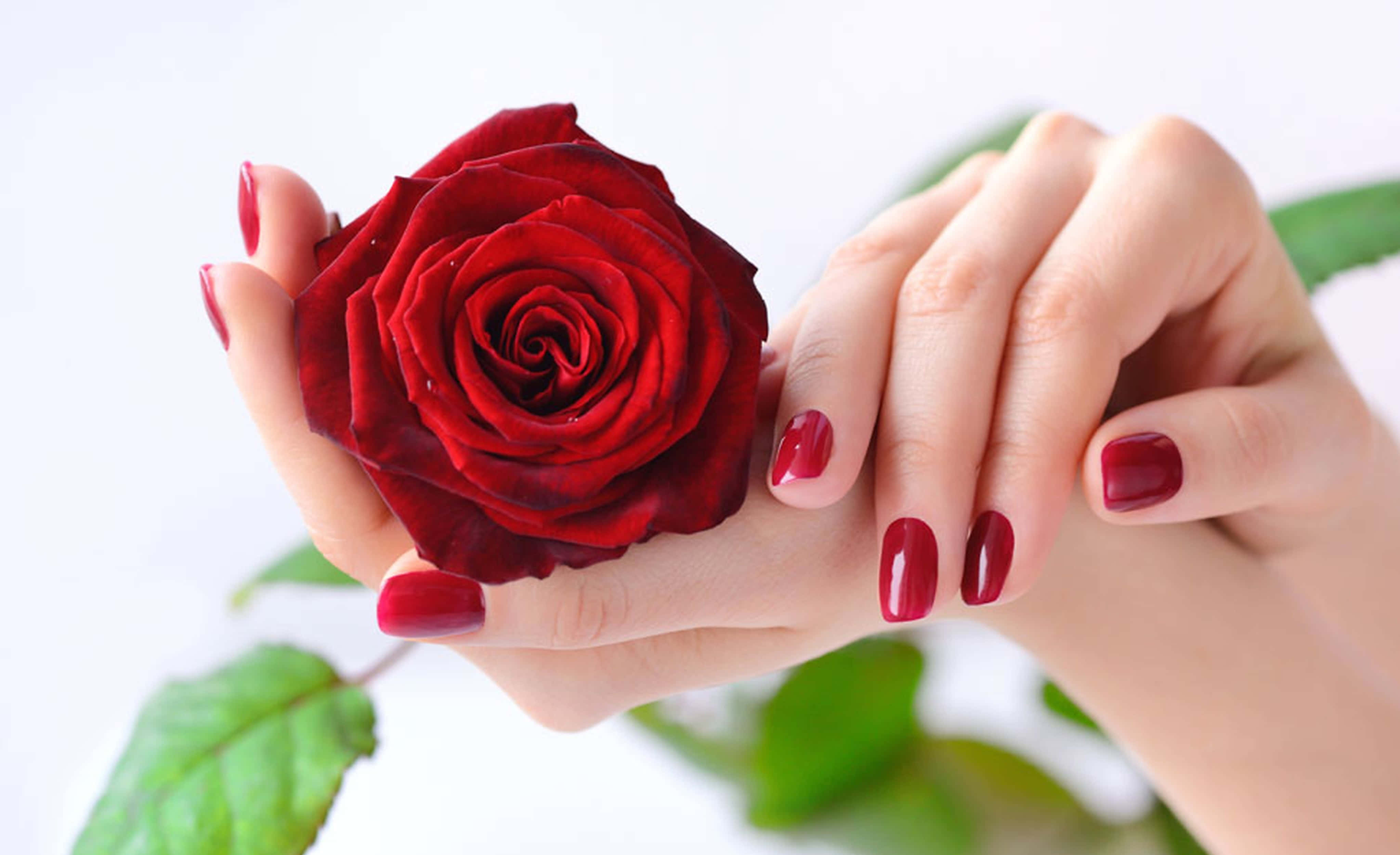 Cute Nails 桌布 壁紙 — 一對塗有紅色指甲油的手，在柔和的白色背景上，輕輕捧著一朵深紅玫瑰，周圍有模糊的綠葉。