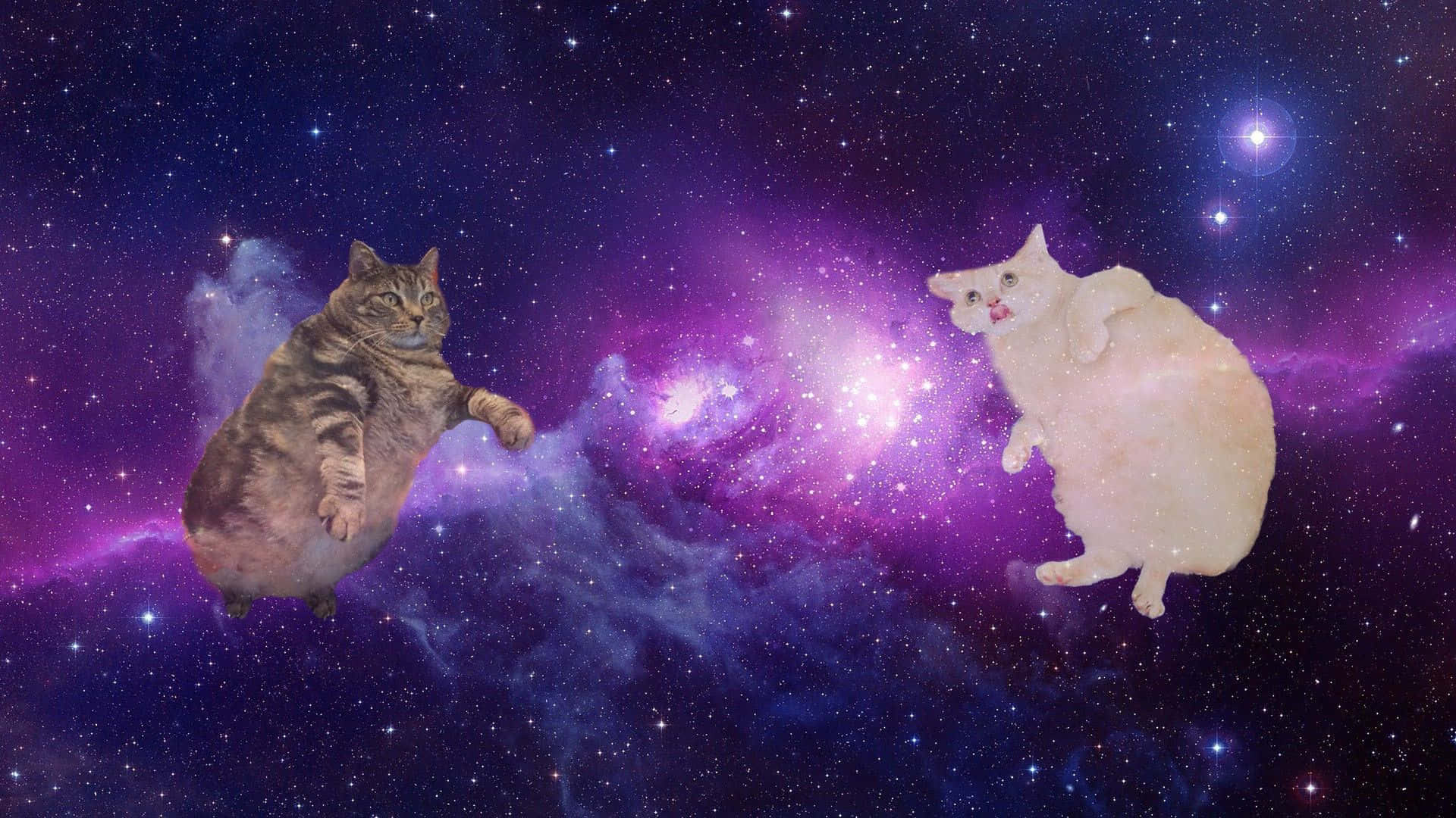 一對貓咪穿梭星際 壁紙 — 兩隻肥貓漂浮在充滿星星的鮮豔紫色和藍色宇宙星雲中。