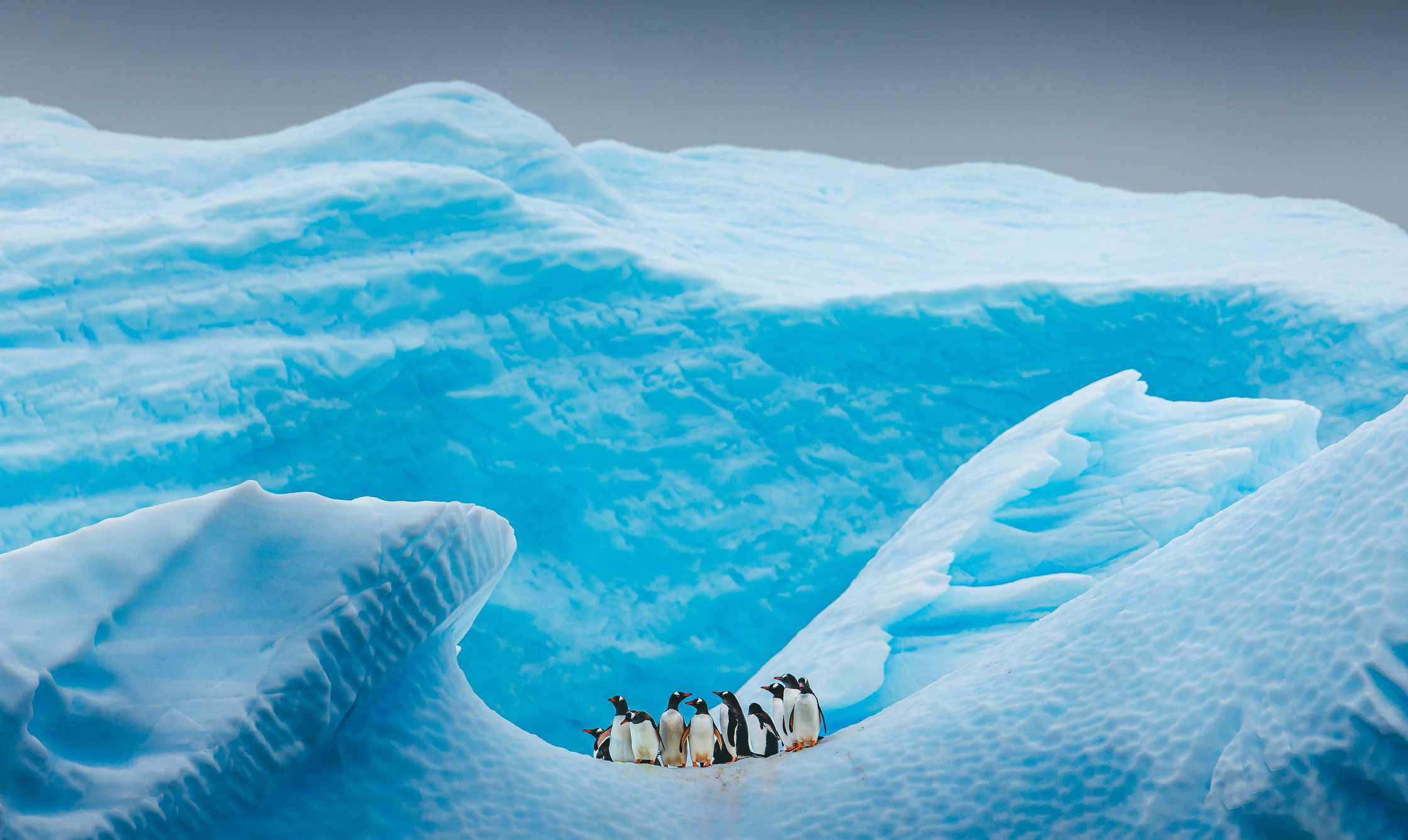 Antarctica 桌布 壁紙 — 一小群企鵝站在一個巨大、雕刻般的藍色冰山上，天空暗淡。