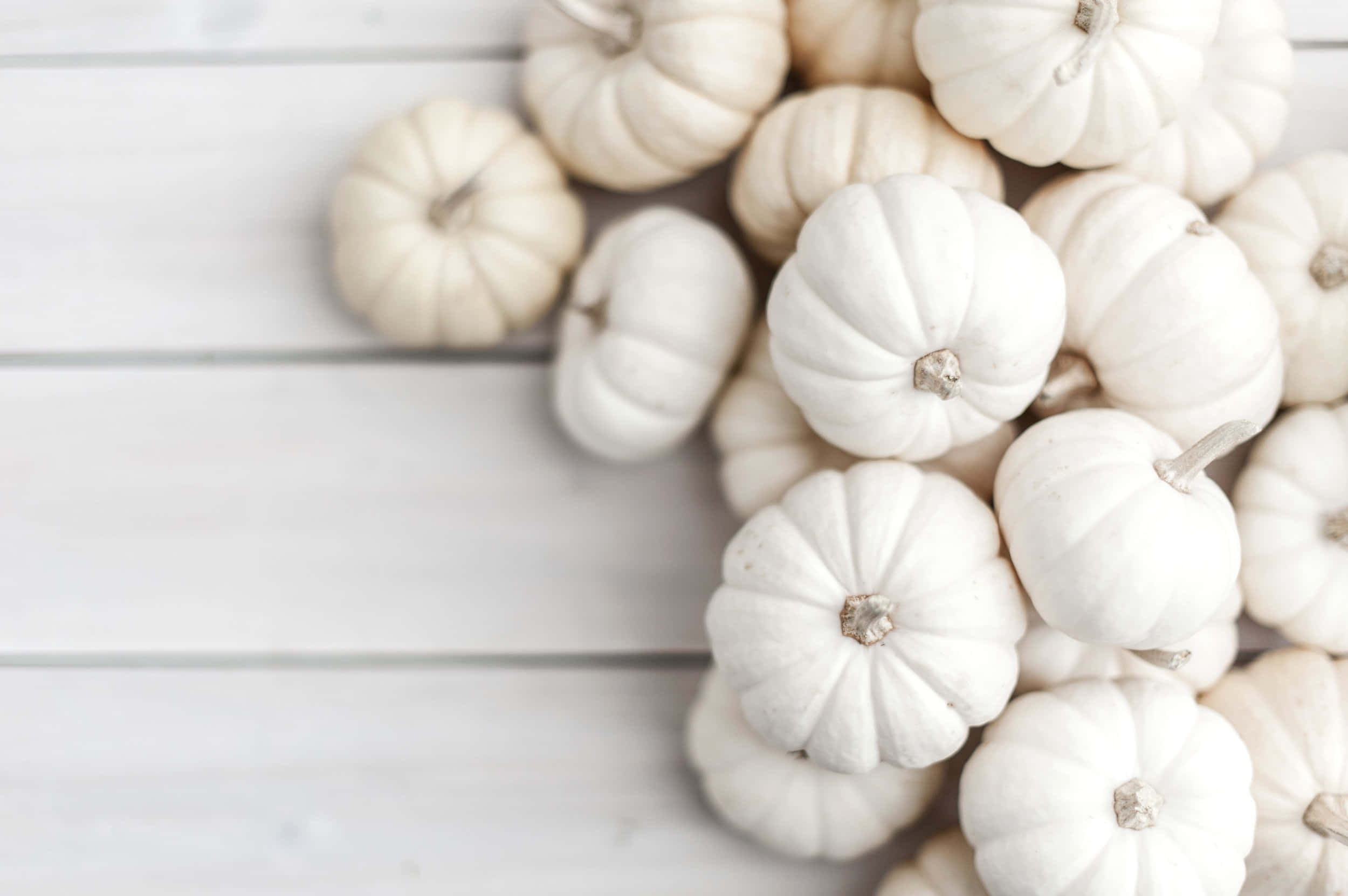Autumn Bounty 桌布 壁紙 — 一小群白色小南瓜放在淺色木質表面上，處於柔和自然光中。