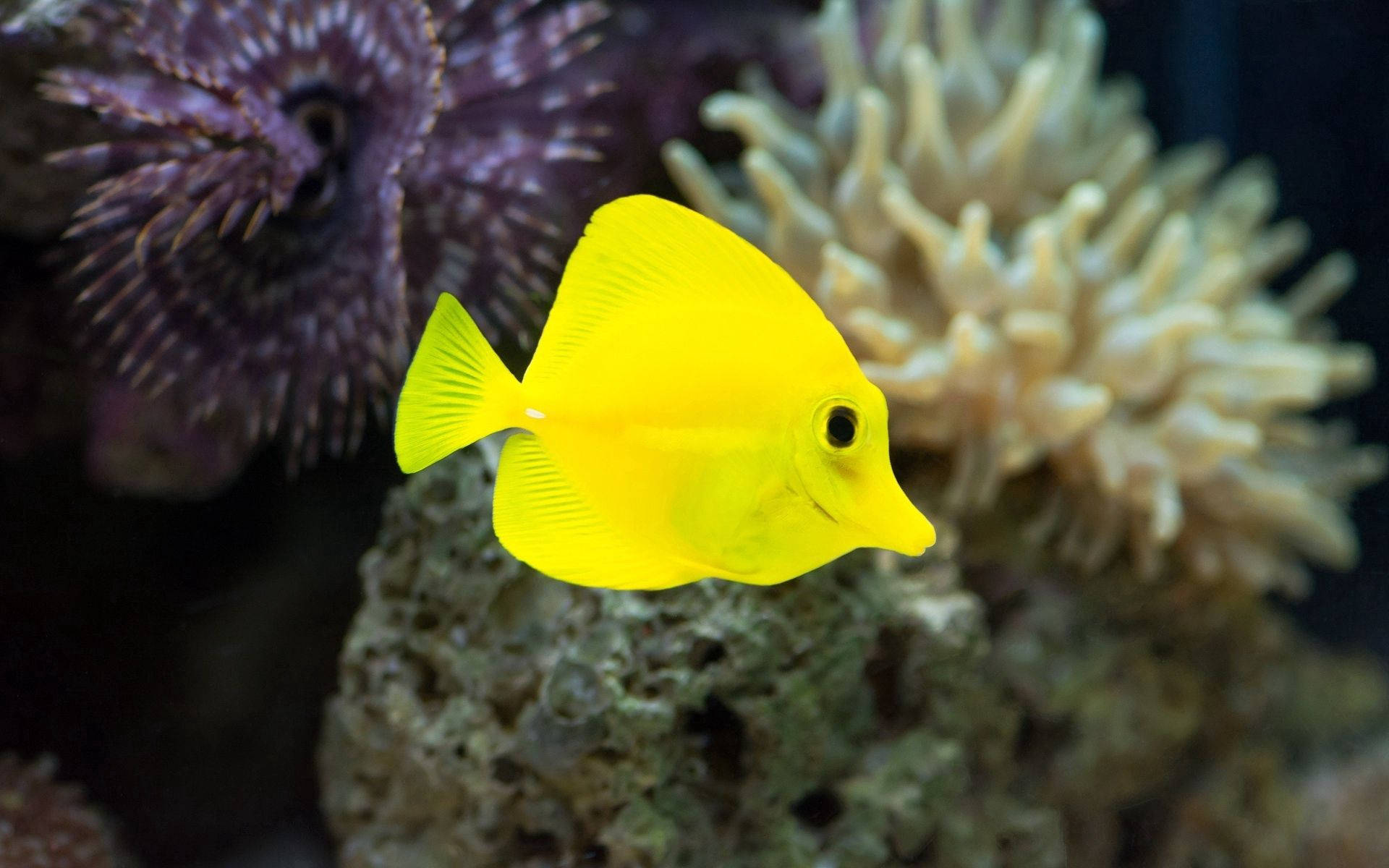 水下色彩繽紛的珊瑚和海葵中的鮮黃色黃尾刺尾魚