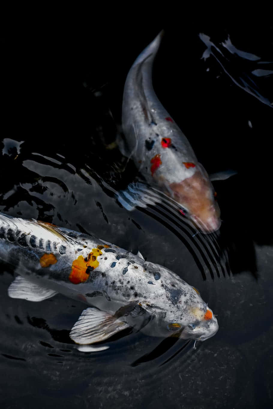 一尾美麗的錦鯉在水族箱中悠然游動 壁紙 — 兩條觀賞錦鯉在暗水中優雅滑行，在色彩斑斕的鱗片下泛起輕柔漣漪。