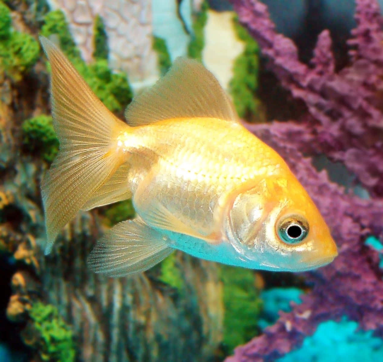一尾閃亮金魚的近距離視角 壁紙 — 一條金色魚在色彩繽紛的水族箱場景中，優雅地游過鮮豔的紫色和綠色珊瑚。
