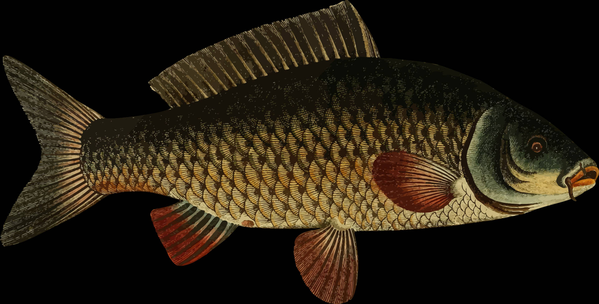 一尾雄偉的棕色鯽魚特寫 壁紙 — 一條鯉魚的詳細插圖，帶有紋理鱗片和紅色魚鰭，背景為黑色。