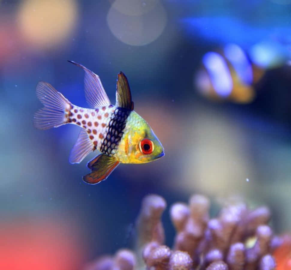 一尾鮮豔的笑臉鰭鰭魚靜臥海底 壁紙 — 一條充滿活力的斑點天竺鯛在陽光照射的水下場景中優雅地游近珊瑚。