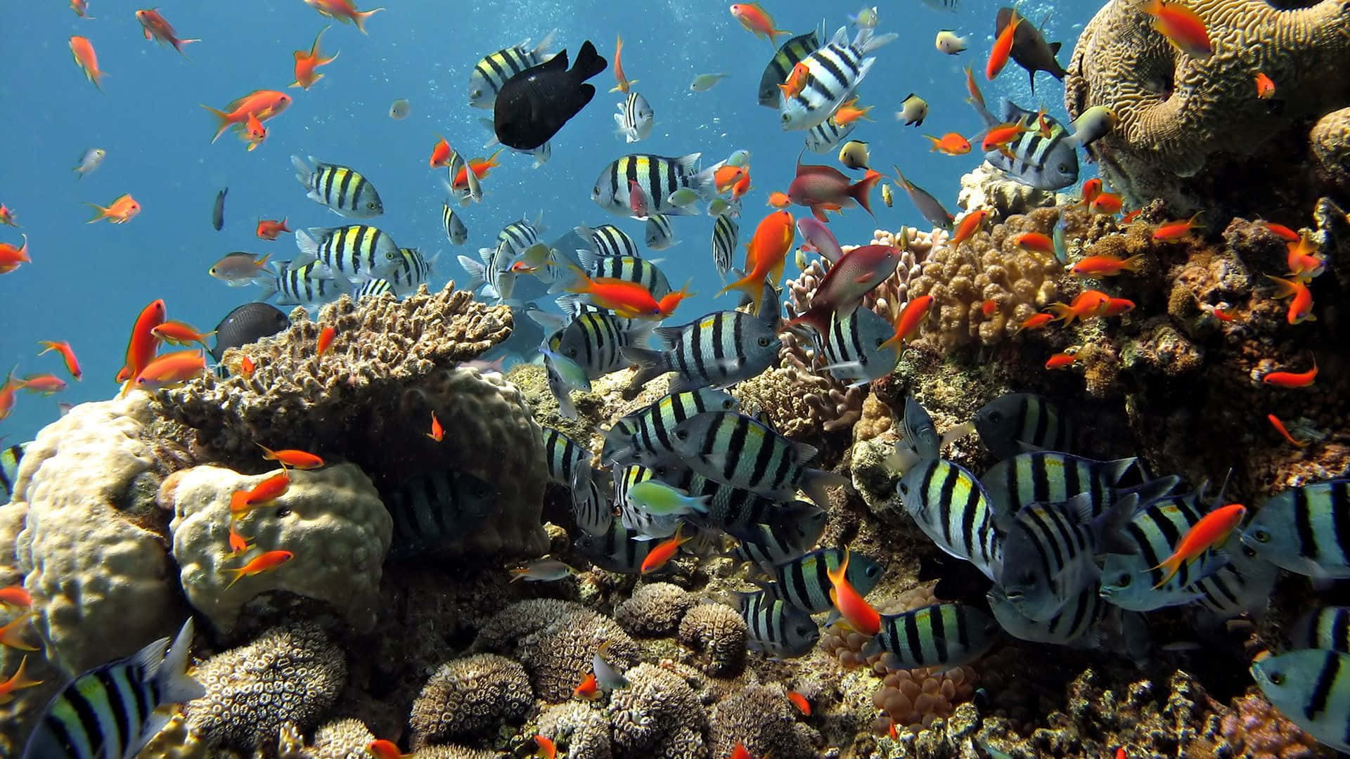 色彩繽紛的熱帶魚在清澈藍色海水的珊瑚礁周圍游動。