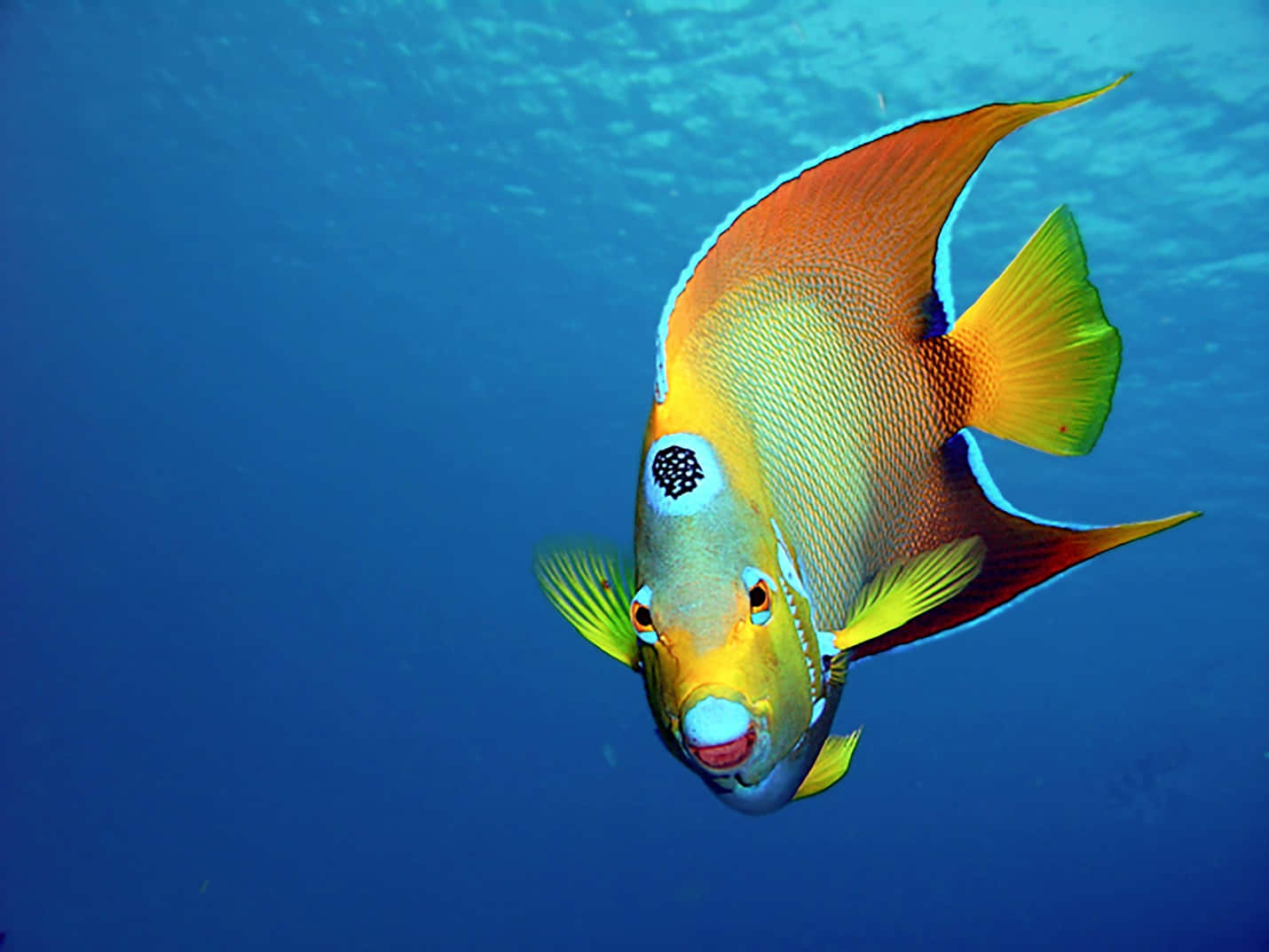 一尾鮮豔魚躍出水面 壁紙 — 一條充滿活力的橙色和黃色神仙魚在清澈的藍色海水中優雅地游動，陽光從上方過濾而下。