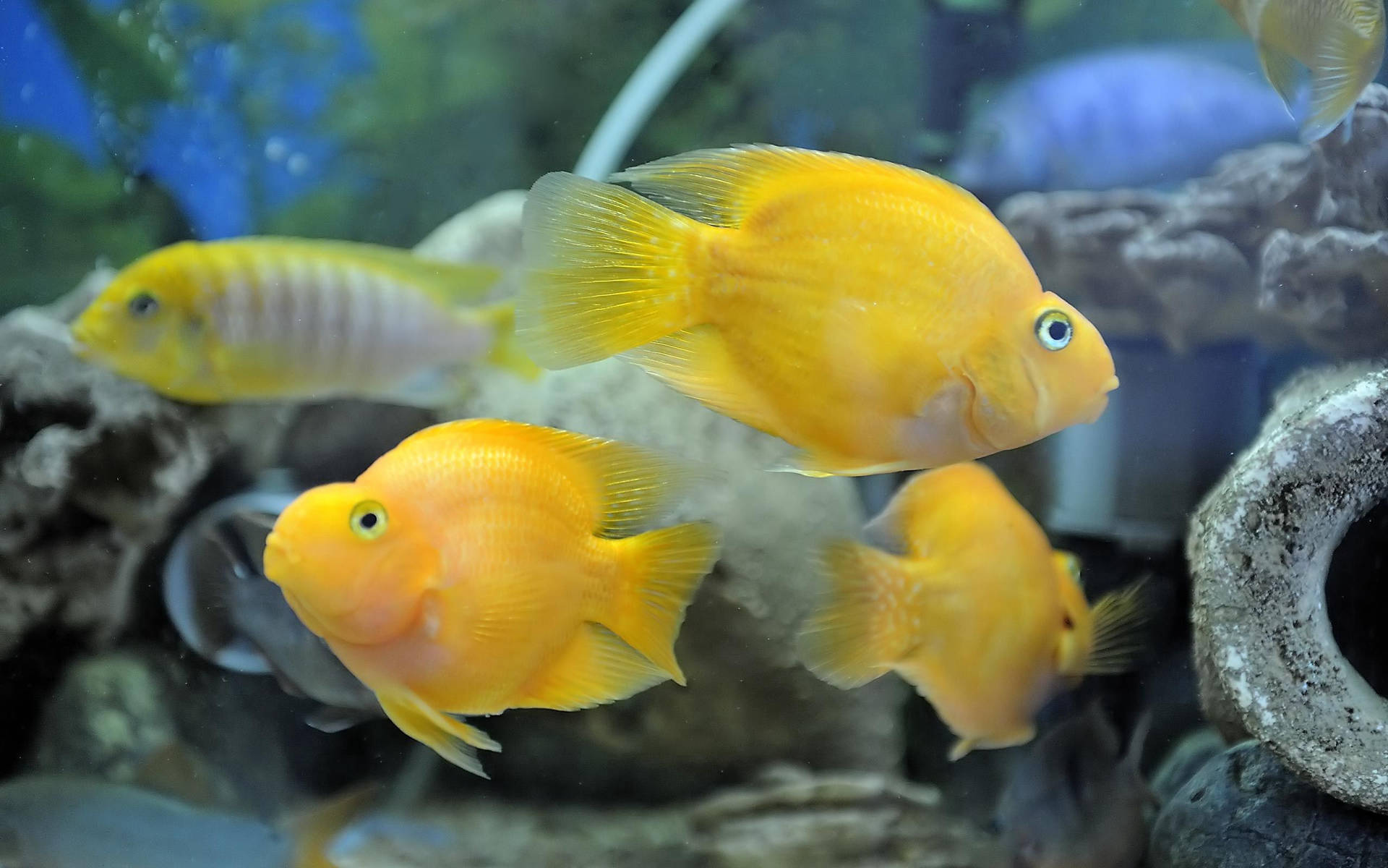 黃色慈鯛在裝飾有岩石和藍色燈光的水族箱中游動。