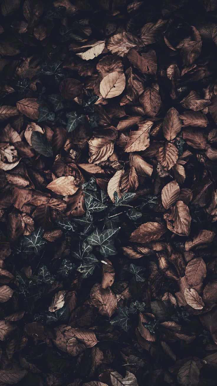 秋天 桌布 壁紙 — 一層厚厚的棕色落葉地毯，深綠色常春藤在陰鬱的森林地面中探出頭來。