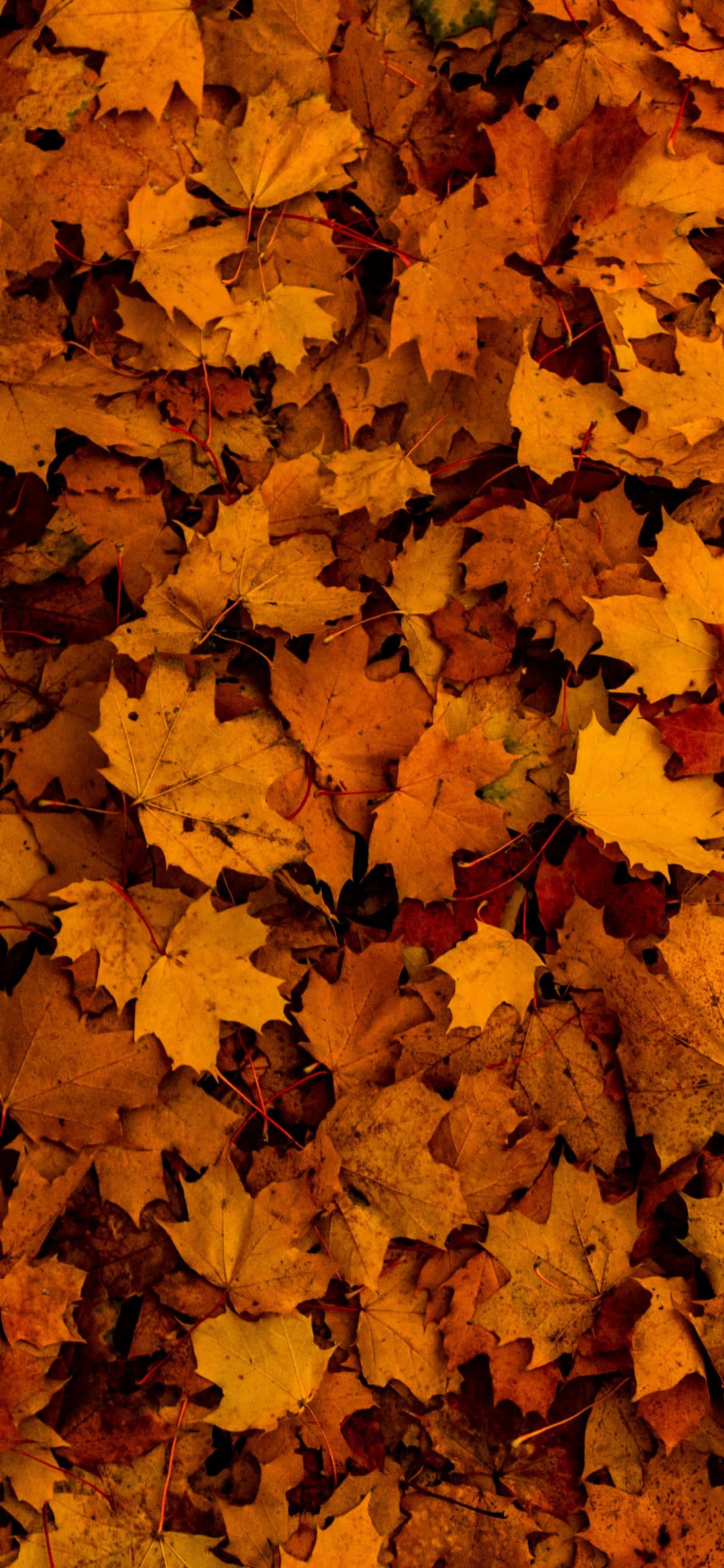 Fallen Leaves 桌布 壁紙 — 一層密集的金琥珀色楓葉地毯，在清爽的秋光中覆蓋著森林地面。