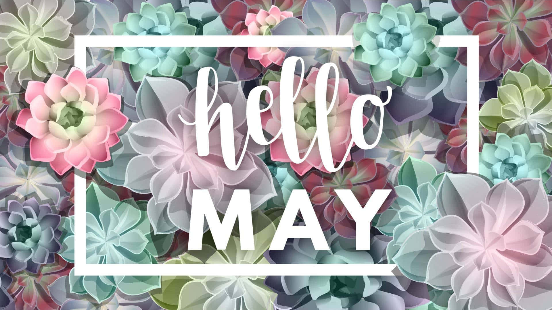 May 桌布 壁紙 — 一幅充滿活力的多肉植物數位插圖，以柔和色調呈現，並在白色邊框內框住文字 hello MAY。