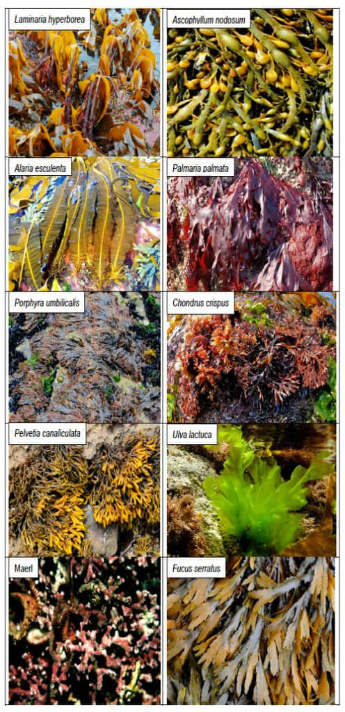 Seaweed 桌布 壁紙 — 一幅充滿活力的海藻品種拼貼畫，展現水下的豐富紋理和色彩。