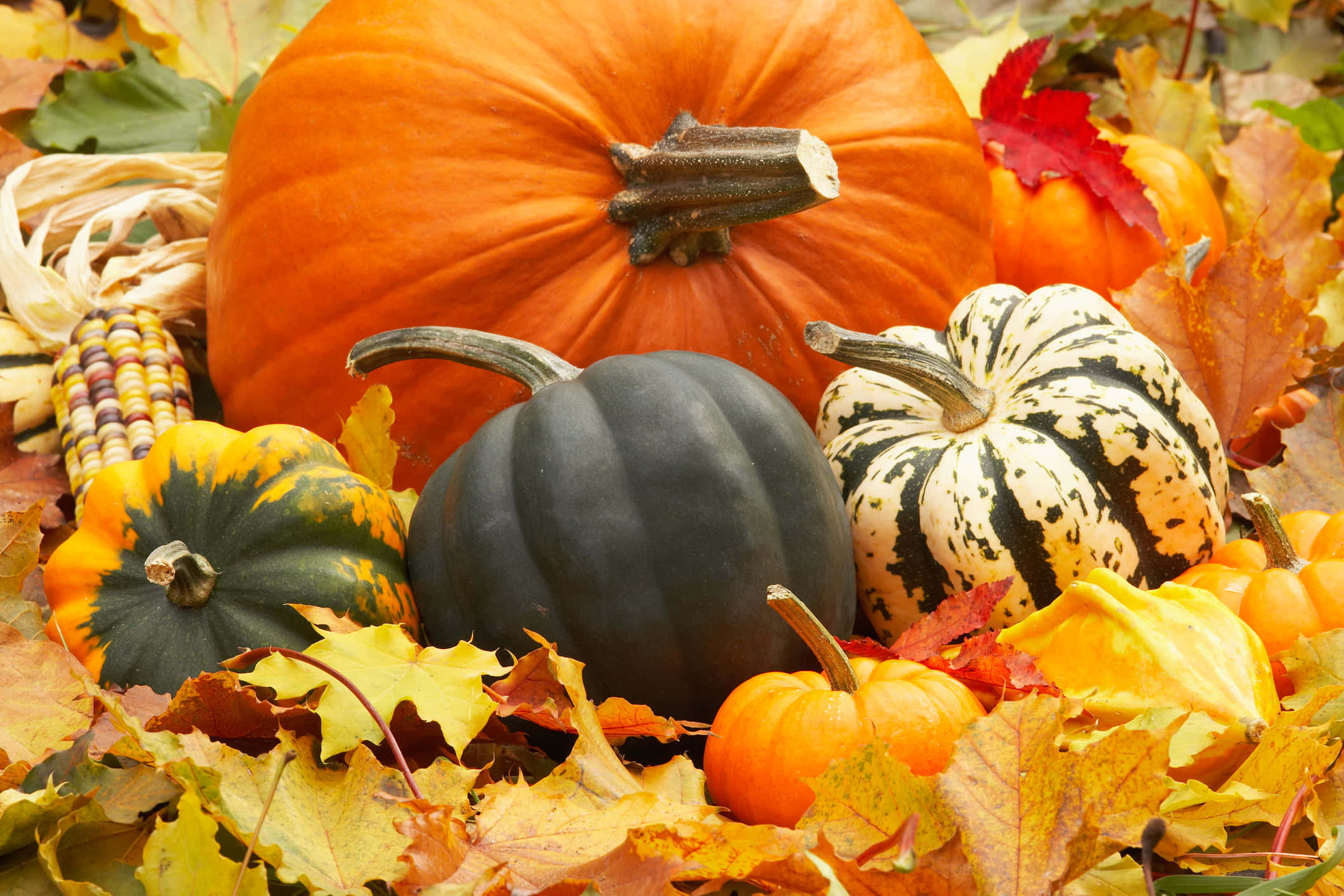 Fall Festival 桌布 壁紙 — 一幅充滿活力的秋季靜物畫，各種南瓜和葫蘆依偎在金黃和深紅色的落葉中。