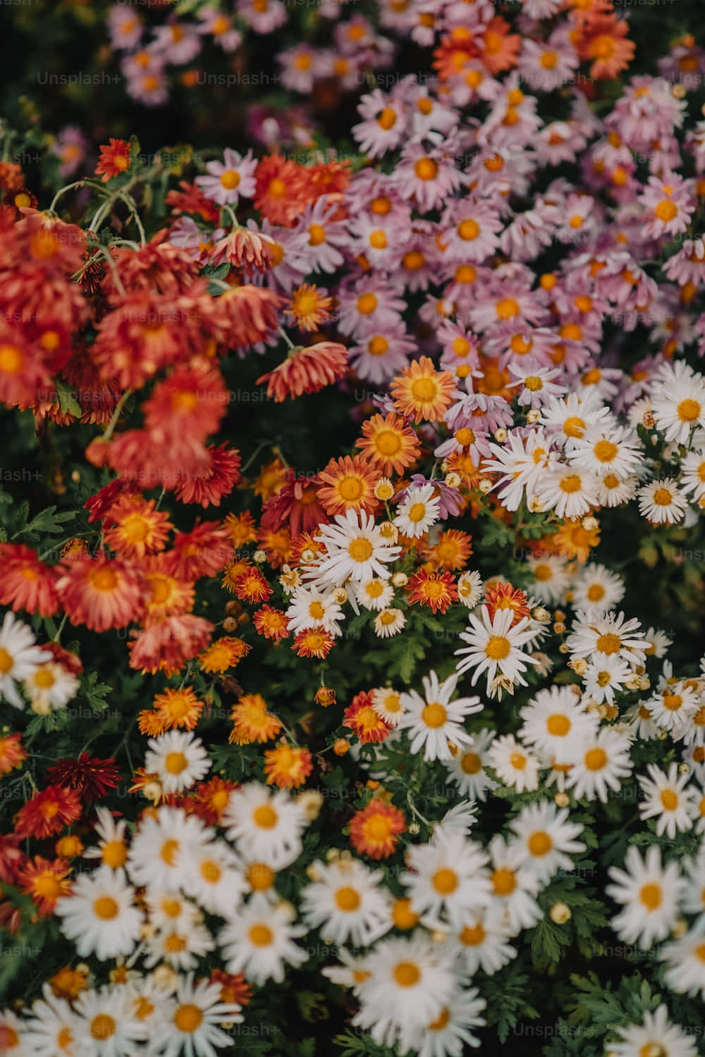 Tumblr Flower 桌布 壁紙 — 一幅充滿活力的雛菊花毯，白色、橙色和粉紅色的花朵密密麻麻地簇擁在深綠色葉子的背景上。