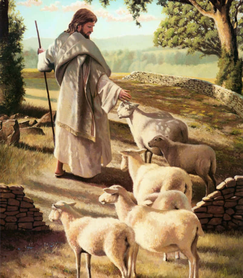 Jesus With Sheep 桌布 壁紙 — 一幅寧靜的聖經場景，描繪一位身穿長袍的牧羊人，在陽光明媚的田園風光中，溫柔地引領一群羊穿過石牆和遠山。