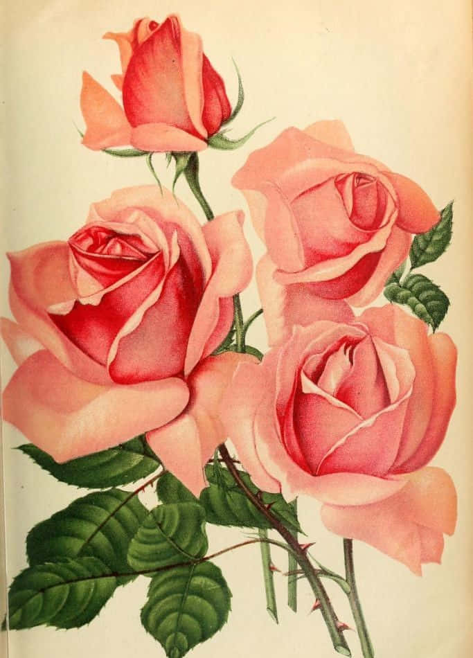 Vintage Rose 桌布 壁紙 — 一幅復古插圖，描繪四朵精緻的粉紅玫瑰，帶有綠葉和多刺的莖，位於泛黃的奶油色紙上。