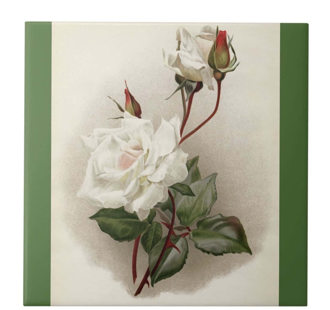 Vintage Rose 桌布 壁紙 — 一幅復古植物插圖，描繪一朵帶有粉紅色調的白玫瑰和綠色葉子，置於奶油色背景上，並以橄欖綠色邊框框起。