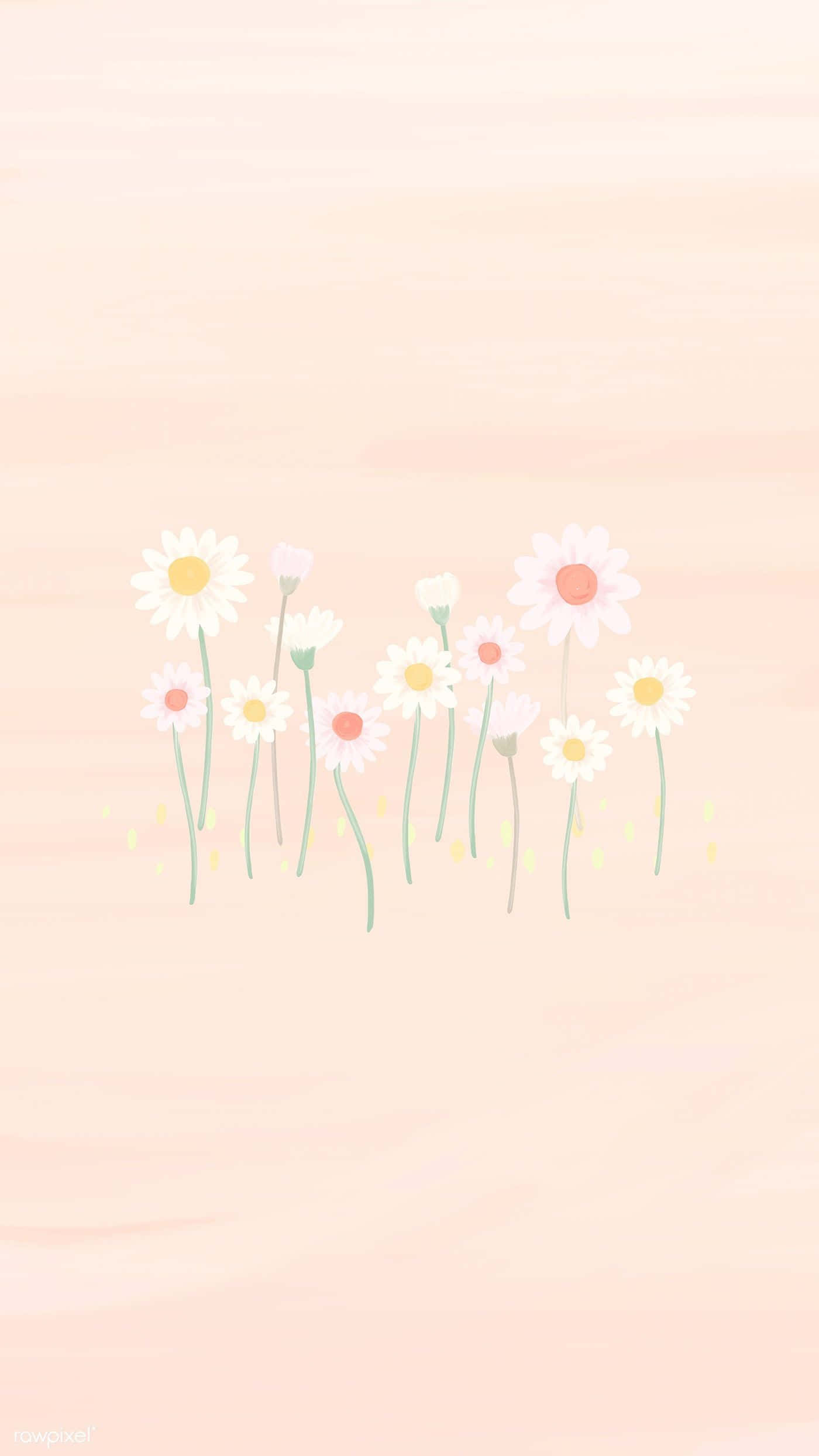 Spring Pastel 桌布 壁紙 — 一幅柔和粉彩插圖，雛菊帶有黃色和粉紅色花心，在蜜桃漸變背景上輕輕綻放。