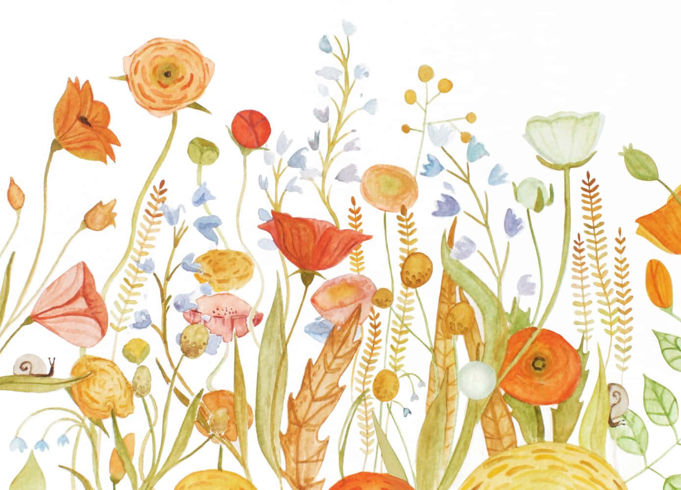 Wildflower 桌布 壁紙 — 一幅水彩插圖，描繪了暖色調的野花和草，蝸牛在葉子上爬行，背景為白色。