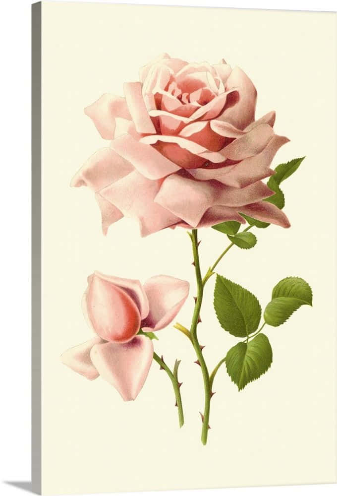 Vintage Rose 桌布 壁紙 — 一幅精緻的復古插圖，描繪一朵盛開的粉紅玫瑰，帶有花蕾和綠葉，背景為奶油色。