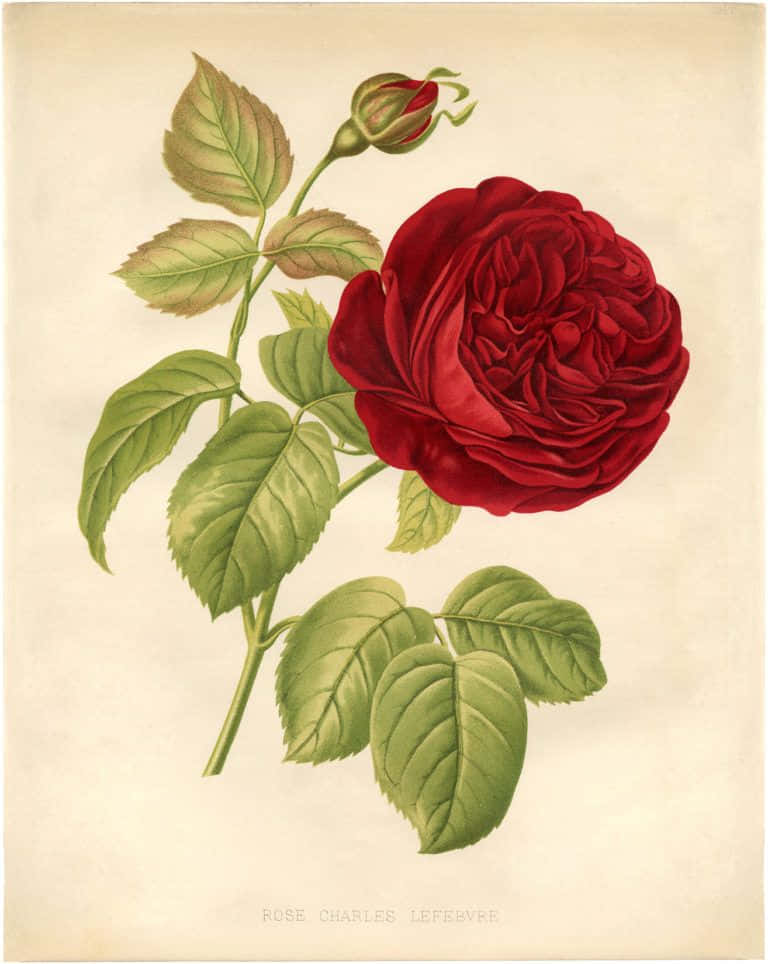 Vintage Rose 桌布 壁紙 — 一幅細節豐富的復古植物插圖，描繪了一朵深紅玫瑰，搭配茂盛的綠葉和帶有花蕾的莖，背景為奶油色。
