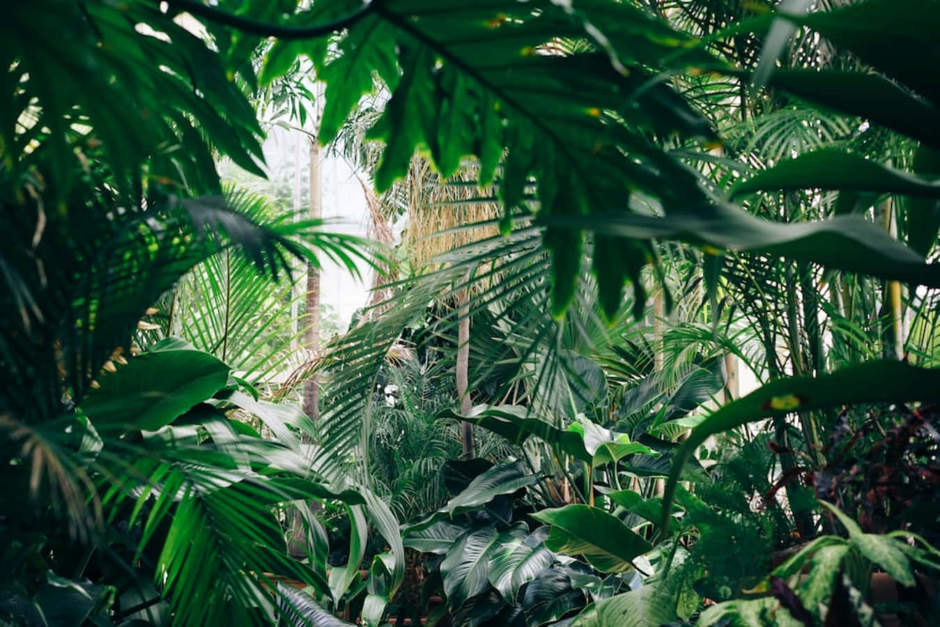 一幅綠意盎然的雨林風景 壁紙 — 茂密的熱帶樹葉，寬闊的綠葉在茂密的叢林樹冠中過濾柔和光線。