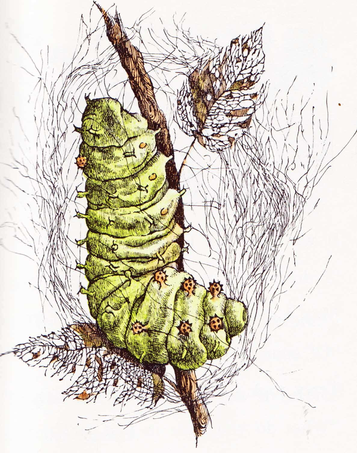 Caterpillar 桌布 壁紙 — 一幅詳細插圖，描繪一條綠色毛蟲，身上有尖刺突起，緊抓著樹枝，周圍是紋理豐富的葉子。