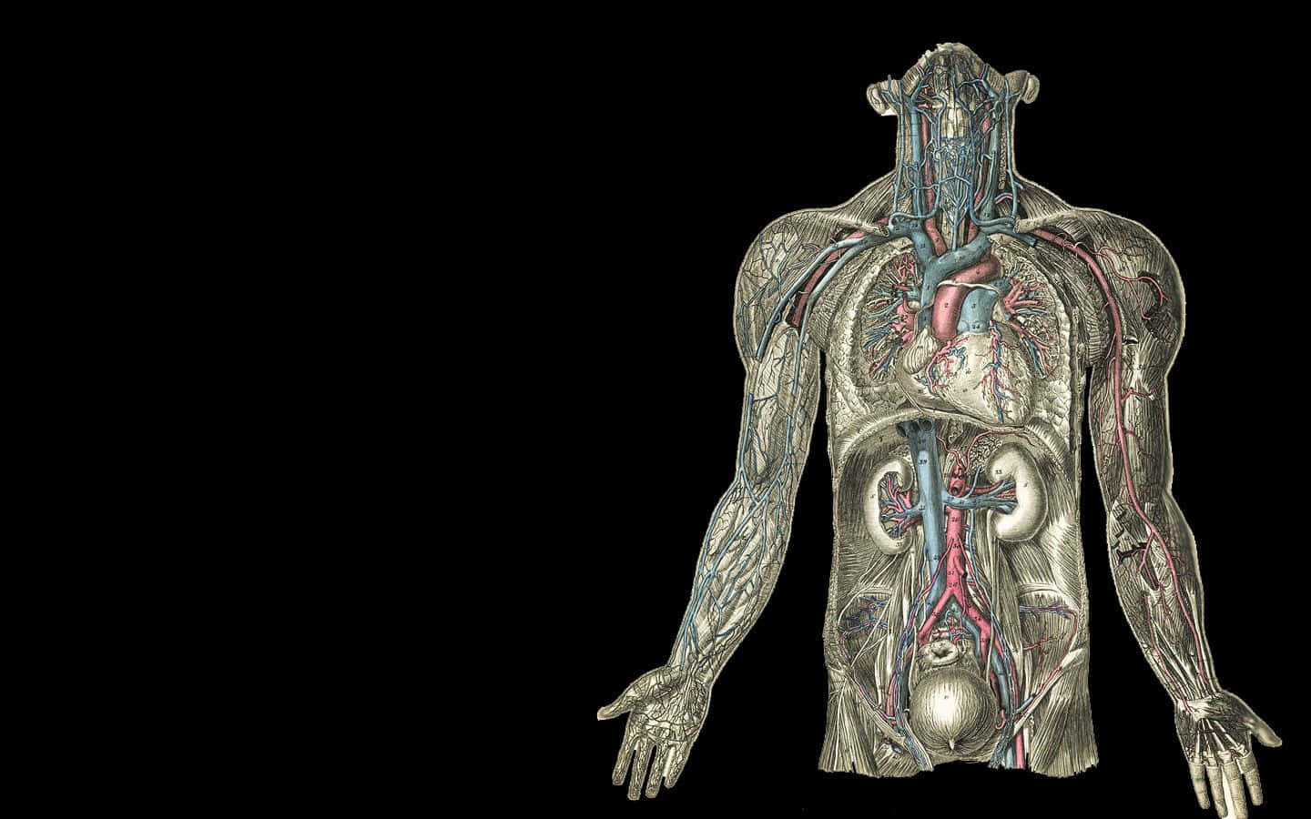 anatomy 桌布 壁紙 — 一幅詳細的人體解剖插圖，在黑色背景上展示內部器官和血管系統。