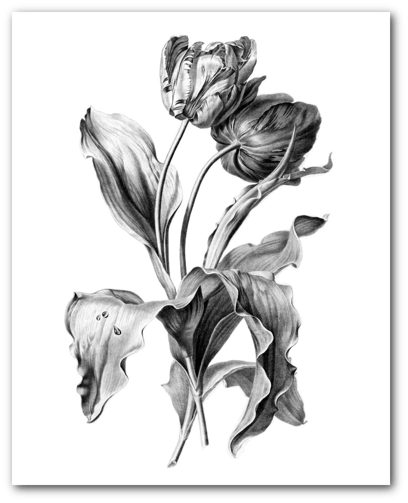 Black And White Drawings 桌布 壁紙 — 一幅詳細的單色鉛筆畫，描繪了枯萎的鬱金香，花瓣下垂，葉子上有露珠。