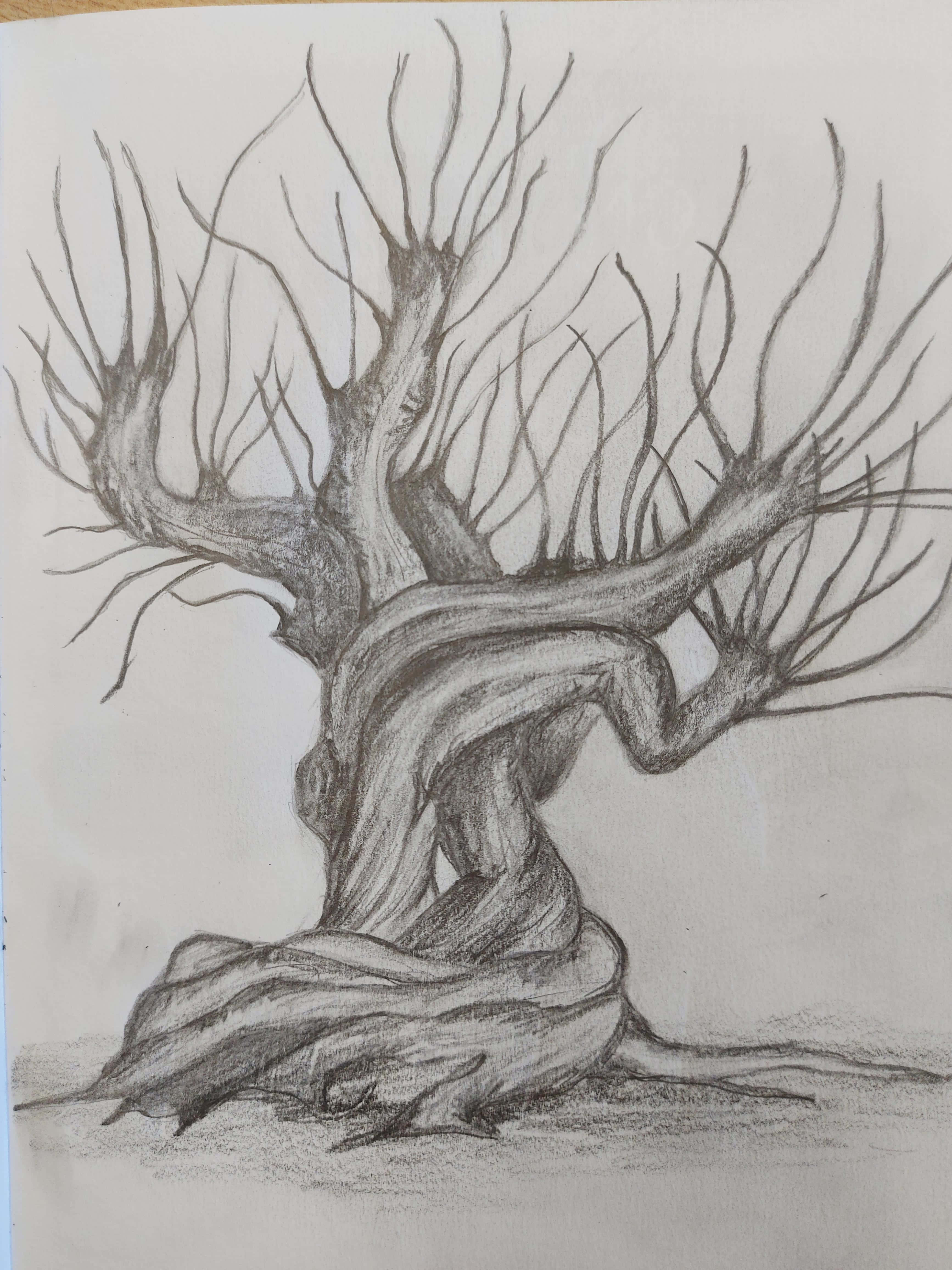 The Whomping Willow 桌布 壁紙 — 一幅詳細的鉛筆素描，描繪一棵多節無葉的樹，帶有扭曲的樹枝和紋理樹皮，背景樸素。