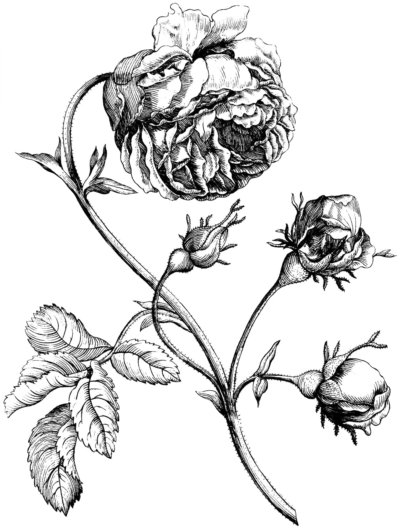 Black And White Drawing 桌布 壁紙 — 一幅詳細的黑白線條畫，描繪了一叢玫瑰，其中有一朵盛開的花和三個花蕾，長在彎曲的莖上，帶有葉子。