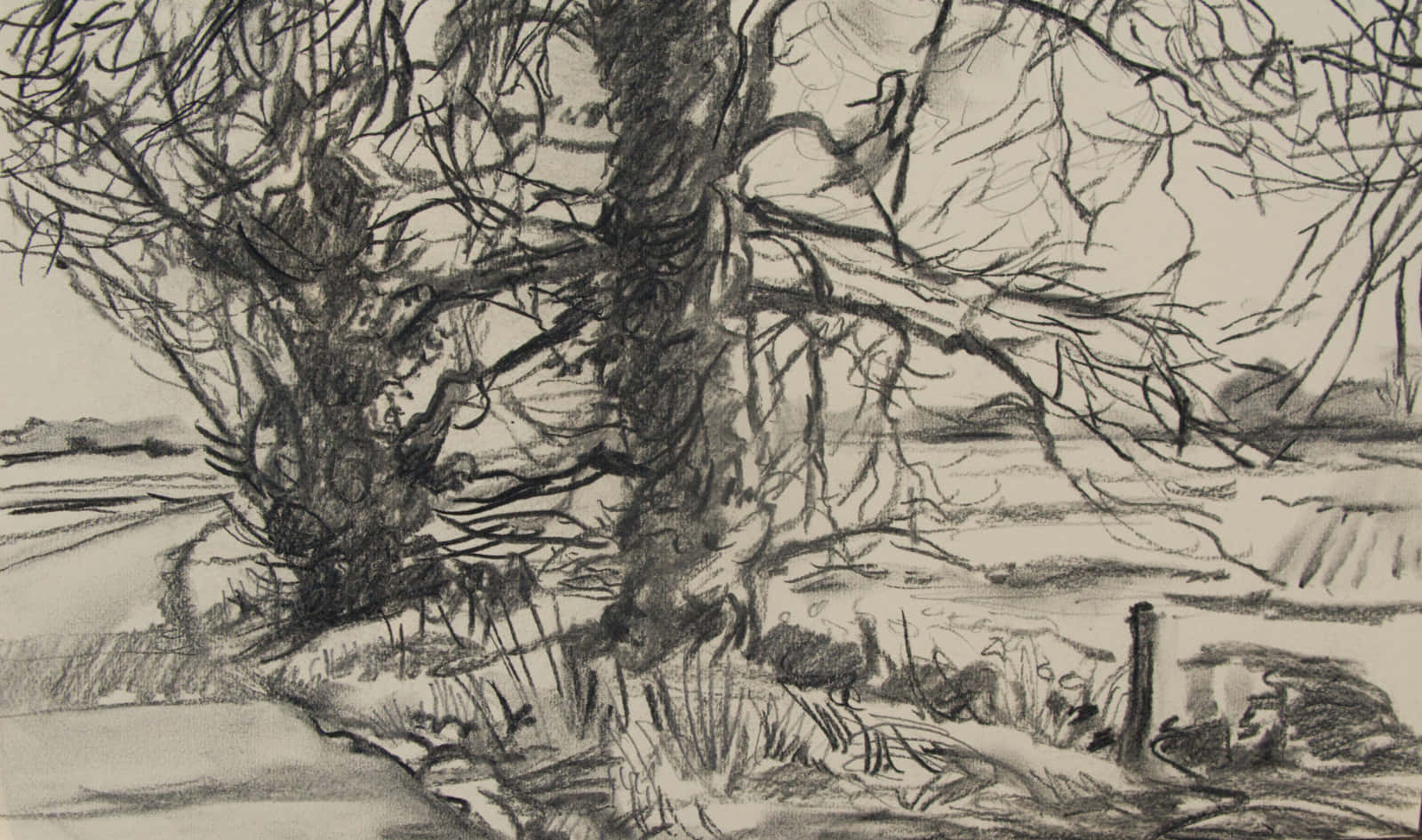 Charcoal Drawings 桌布 壁紙 — 一幅鮮明的炭筆素描，描繪一棵多節無葉的樹木，在陰天之下主宰著一片荒蕪的田野。