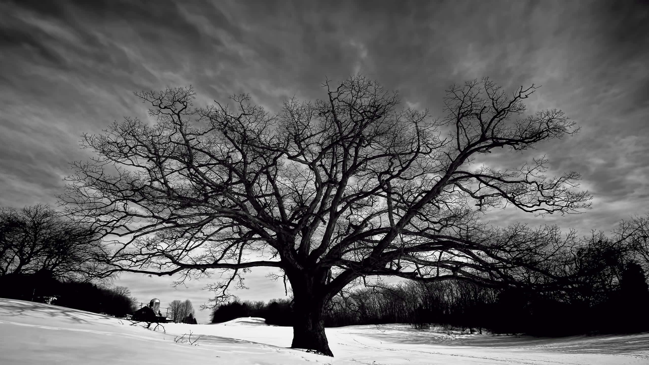 Black And White Nature 桌布 壁紙 — 一幅鮮明的黑白冬季場景，一棵巨大的無葉樹在戲劇性的多雲天空下主宰著白雪覆蓋的田野。