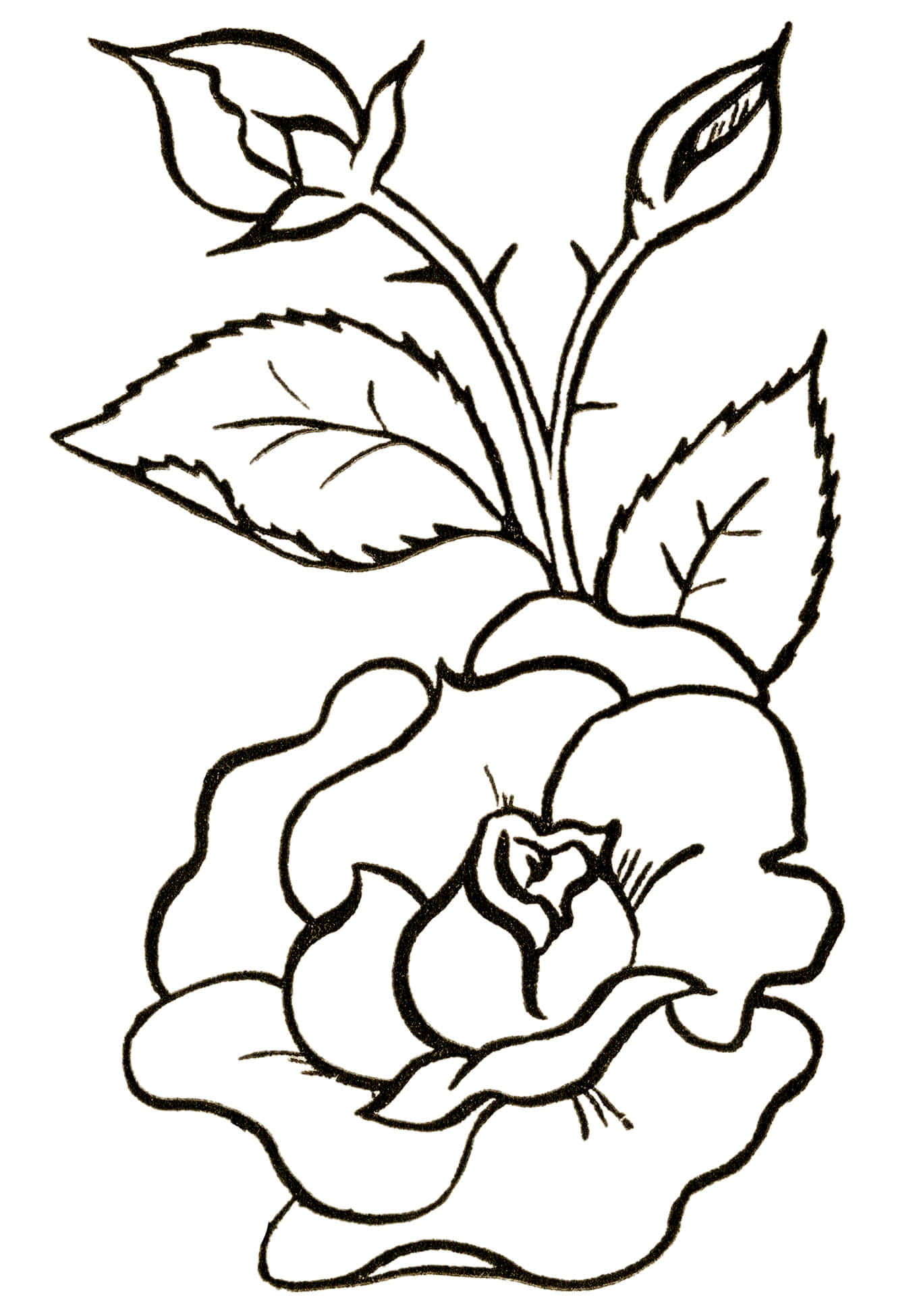 Black Art 桌布 壁紙 — 一幅黑白線條畫，描繪一朵盛開的玫瑰，帶有兩個花蕾和葉子，長在纖細的莖上。
