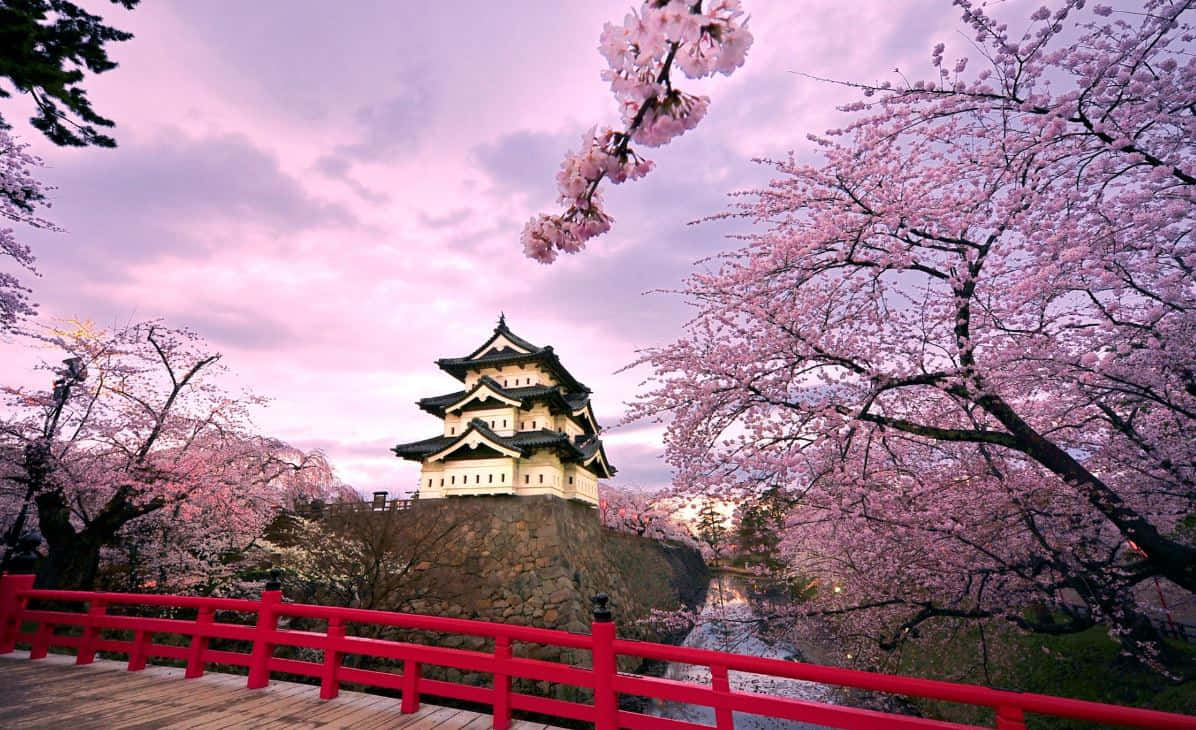 櫻花樹 桌布 壁紙 — 一座傳統日本城堡坐落在石山上，周圍盛開著粉紅色的櫻花，背景是柔和的粉紅色黃昏天空。