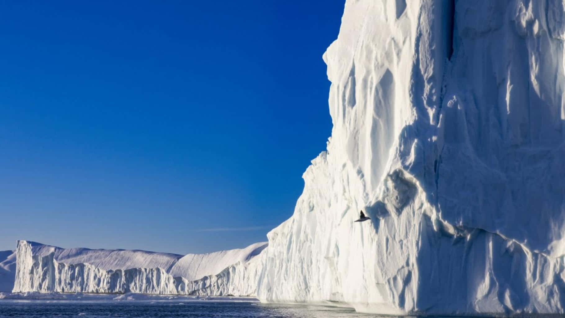 Antarctica 桌布 壁紙 — 一座巨大的冰山，帶有結構化的白色冰塊，在晴朗的藍天下升起，有一隻孤獨的鳥在它的側面附近飛翔。